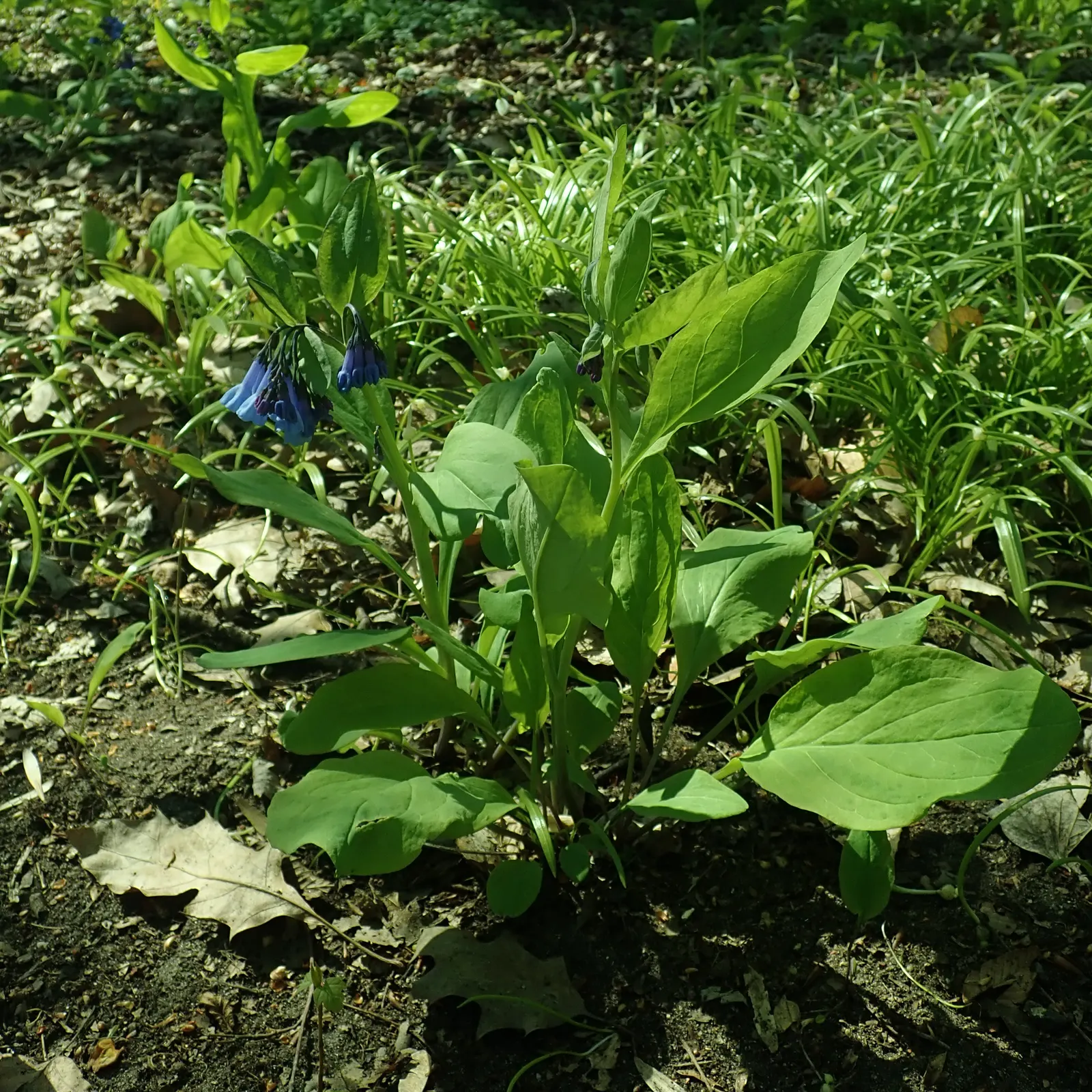 Virginia Bluebells (Mertensia Virginica) — This North American native perennial thrives in hardiness zones 3 to 8; mertensia virginica prospers in, image 166