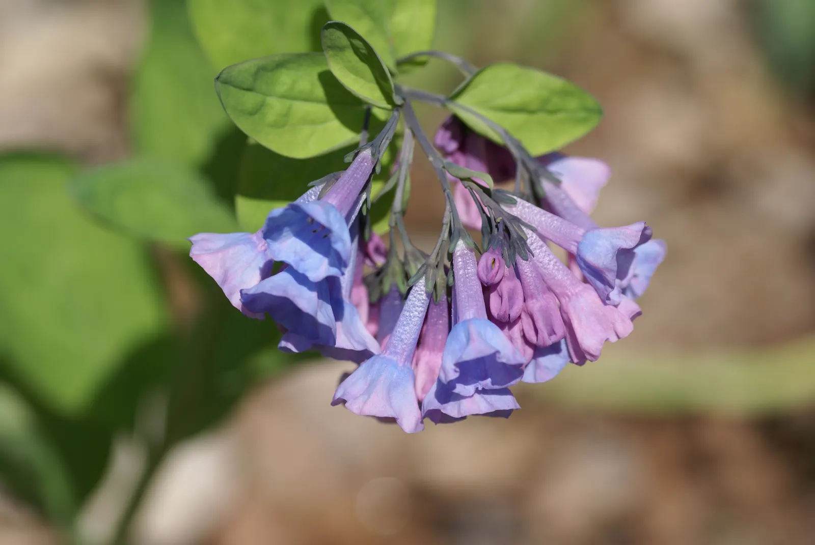 Virginia Bluebells (Mertensia Virginica) — display an initial pink hue that matures into a serene sky blue; this perennial showcases clusters of, image 64