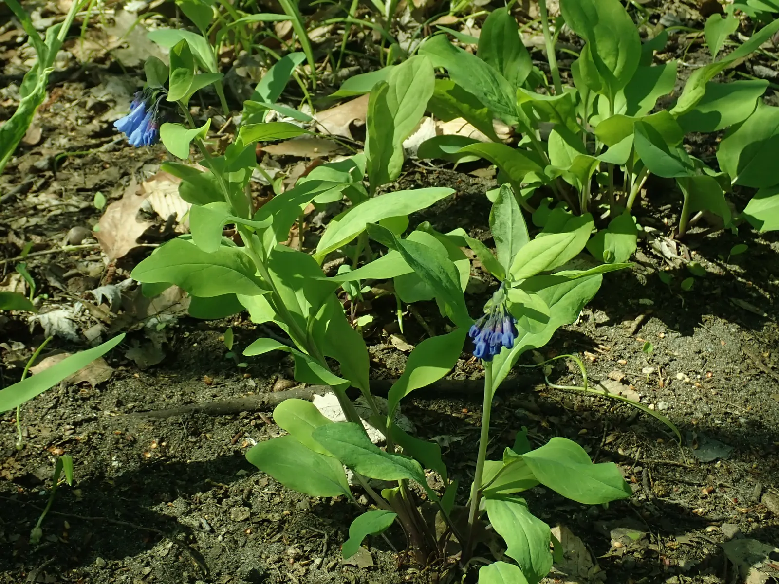 Virginia Bluebells (Mertensia Virginica) — commonly known as Virginia Bluebells; virginia Bluebells (Mertensia virginica) thrive in USDA zones 3-8, image 86
