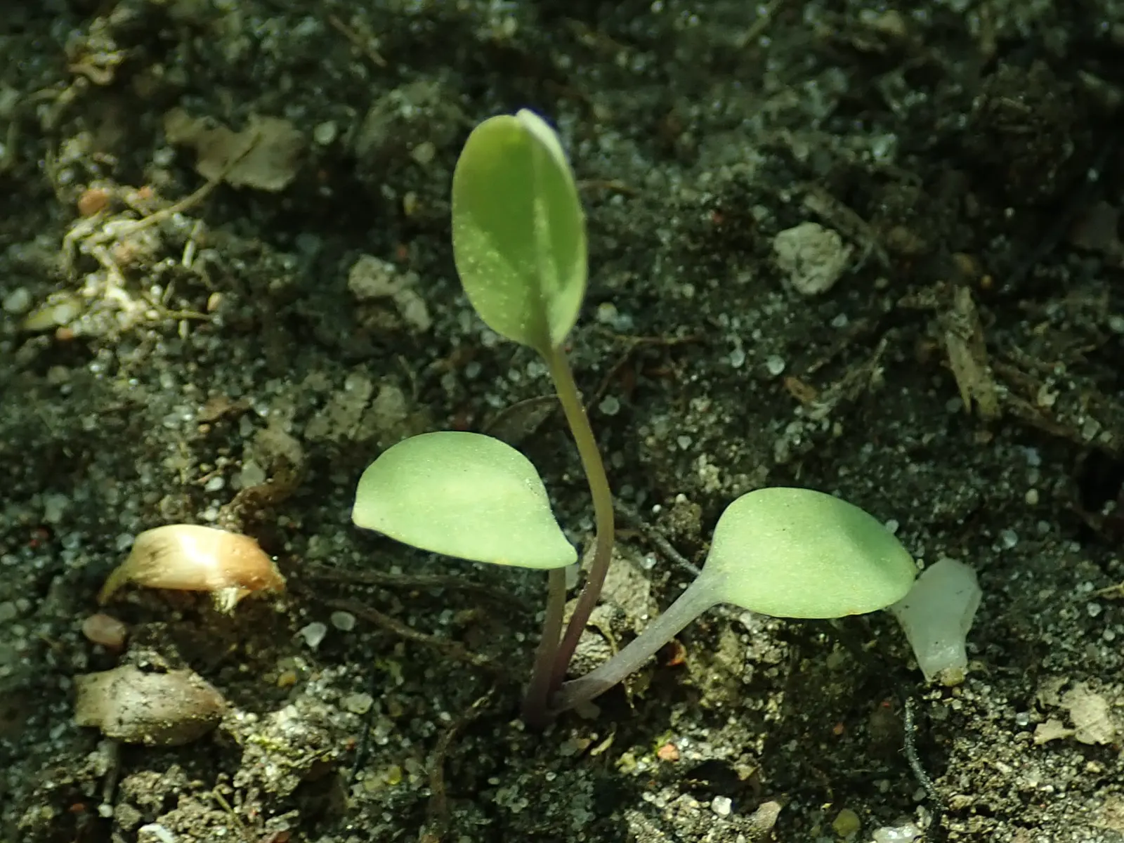 Virginia Bluebells (Mertensia Virginica) — well-drained soil and partial to full shade; mounded appearance when in bloom, image 158