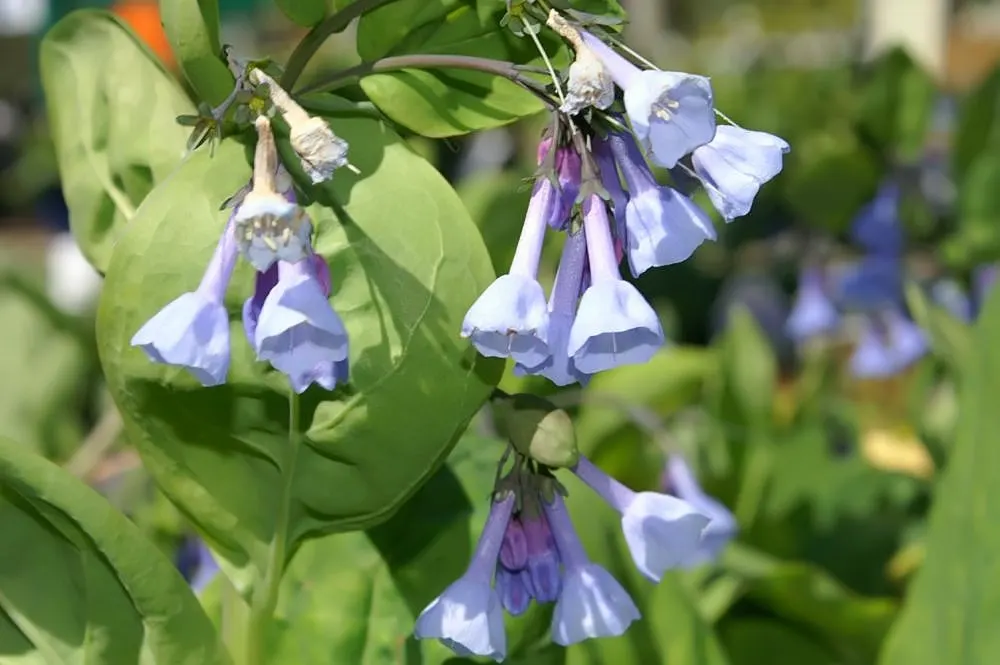 Virginia Bluebells (Mertensia Virginica) — receding back into the ground and leaving space for other plants to take center stage in the summer, image 75