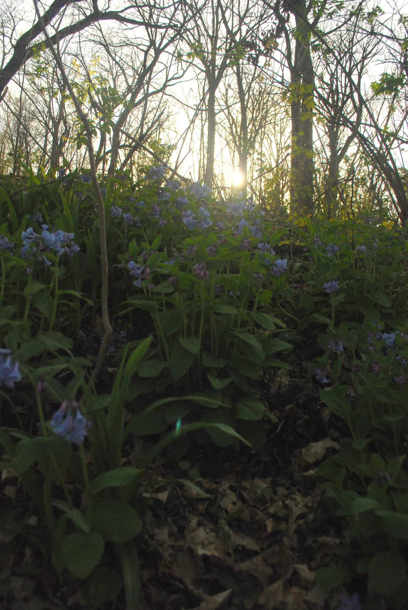 Virginia Bluebells (Mertensia Virginica) — providing a brilliant show in the spring months; this North American native perennial thrives in, image 117