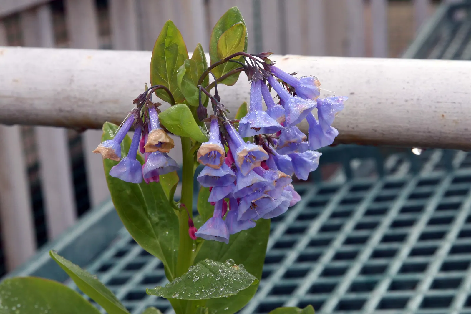 Virginia Bluebells (Mertensia Virginica) — This perennial showcases clusters of nodding bell-shaped flowers in a striking soft blue; virginia, image 55