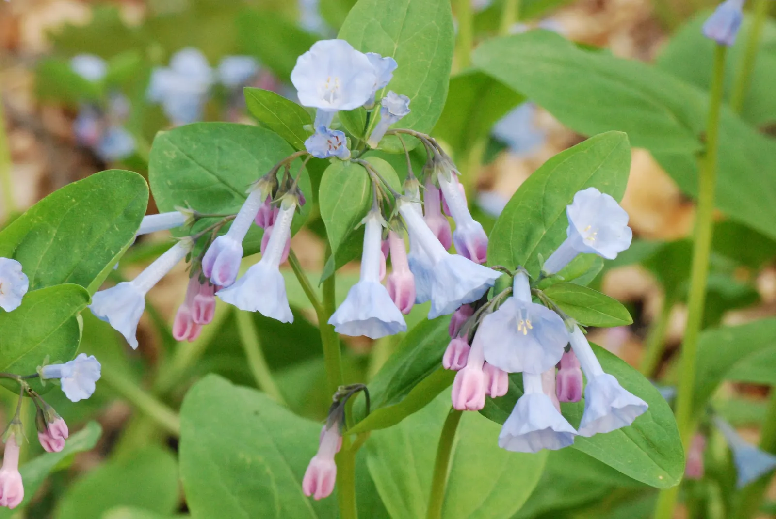 Virginia Bluebells (Mertensia Virginica) — Mature height reaches 18 to 24 inches with a similar spread; annual with blue blooms, image 82