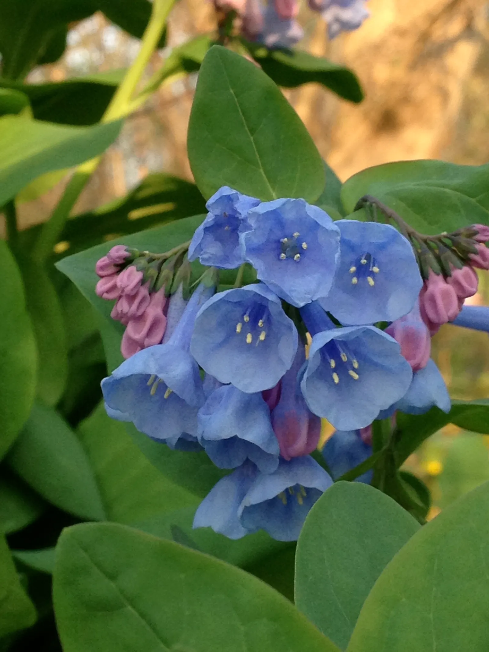 Virginia Bluebells (Mertensia Virginica) — blue flowers in the garden; presents a captivating spectacle in any garden with its pendulous, image 76