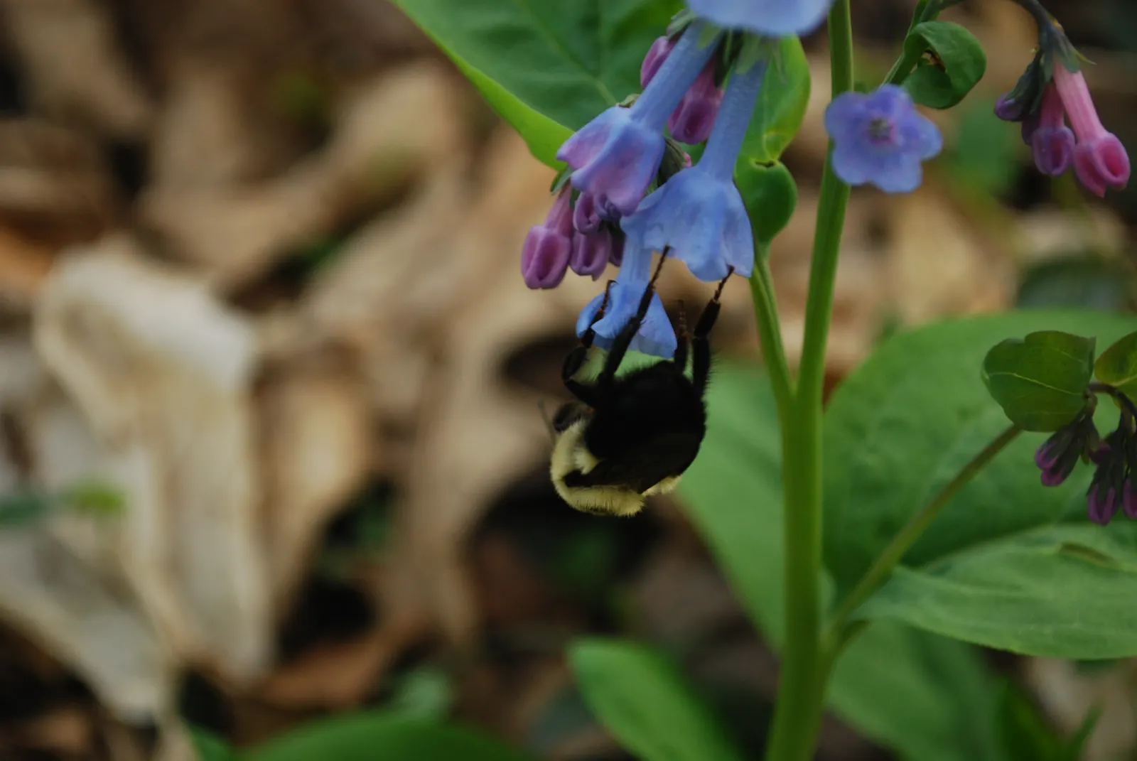 Virginia Bluebells (Mertensia Virginica) — Virginia Bluebells are deer-resistant; ideal for naturalistic and woodland gardens, image 98