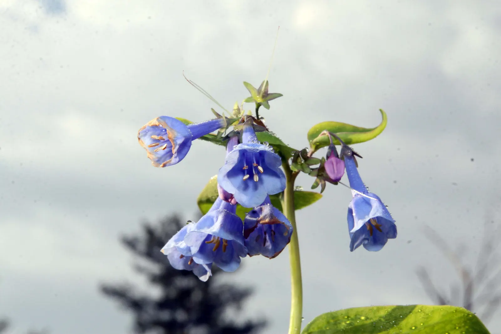Virginia Bluebells (Mertensia Virginica) — Ideal for naturalistic and woodland gardens; virginia Bluebells are deer-resistant, image 111