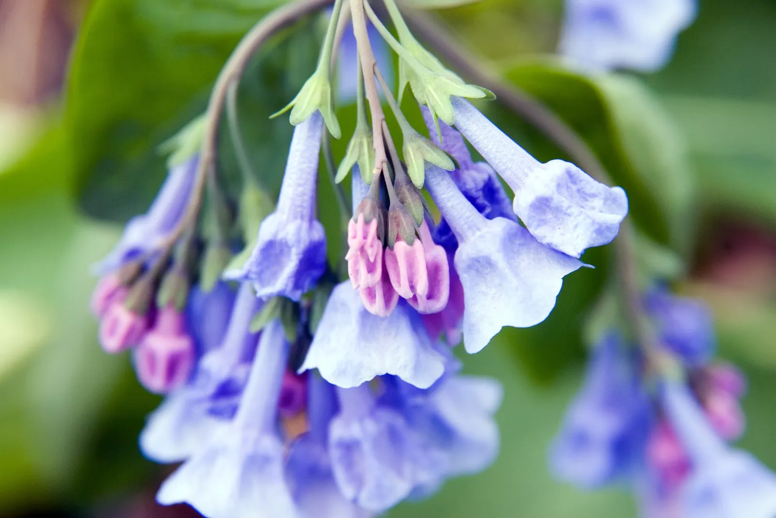 Virginia Bluebells (Mertensia Virginica) — Foliage is a lush gray-green