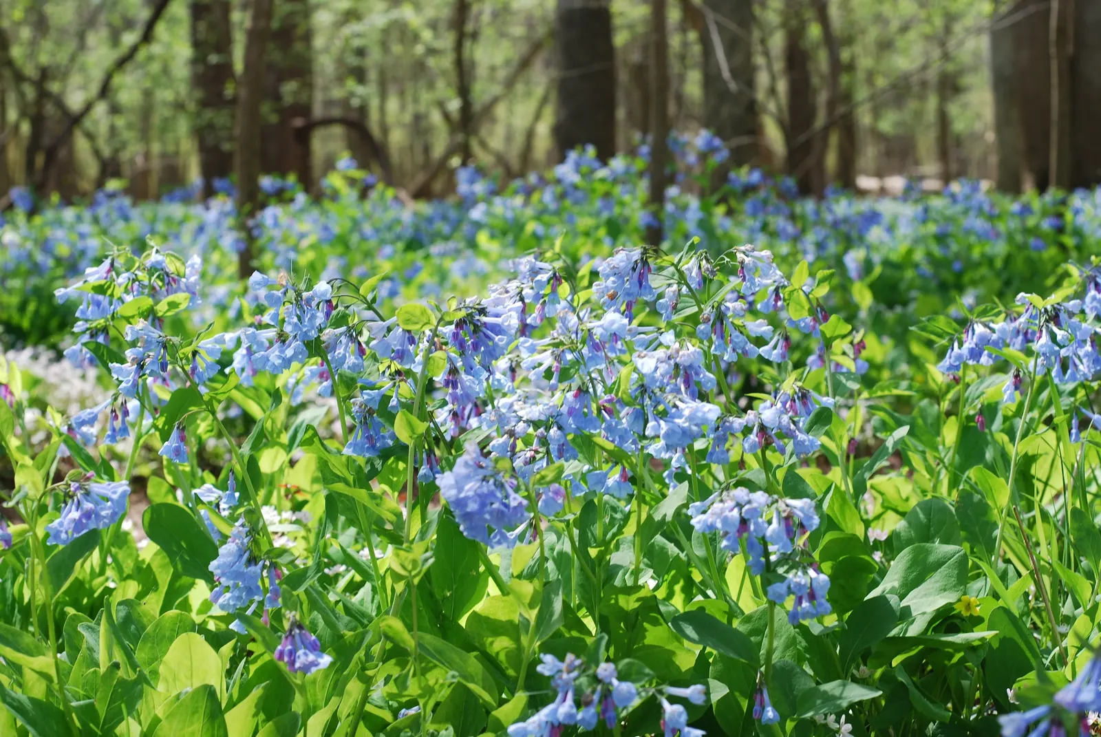 Virginia Bluebells (Mertensia Virginica) — well-drained soil with an acidic to neutral pH; foliage is a lush gray-green, image 94