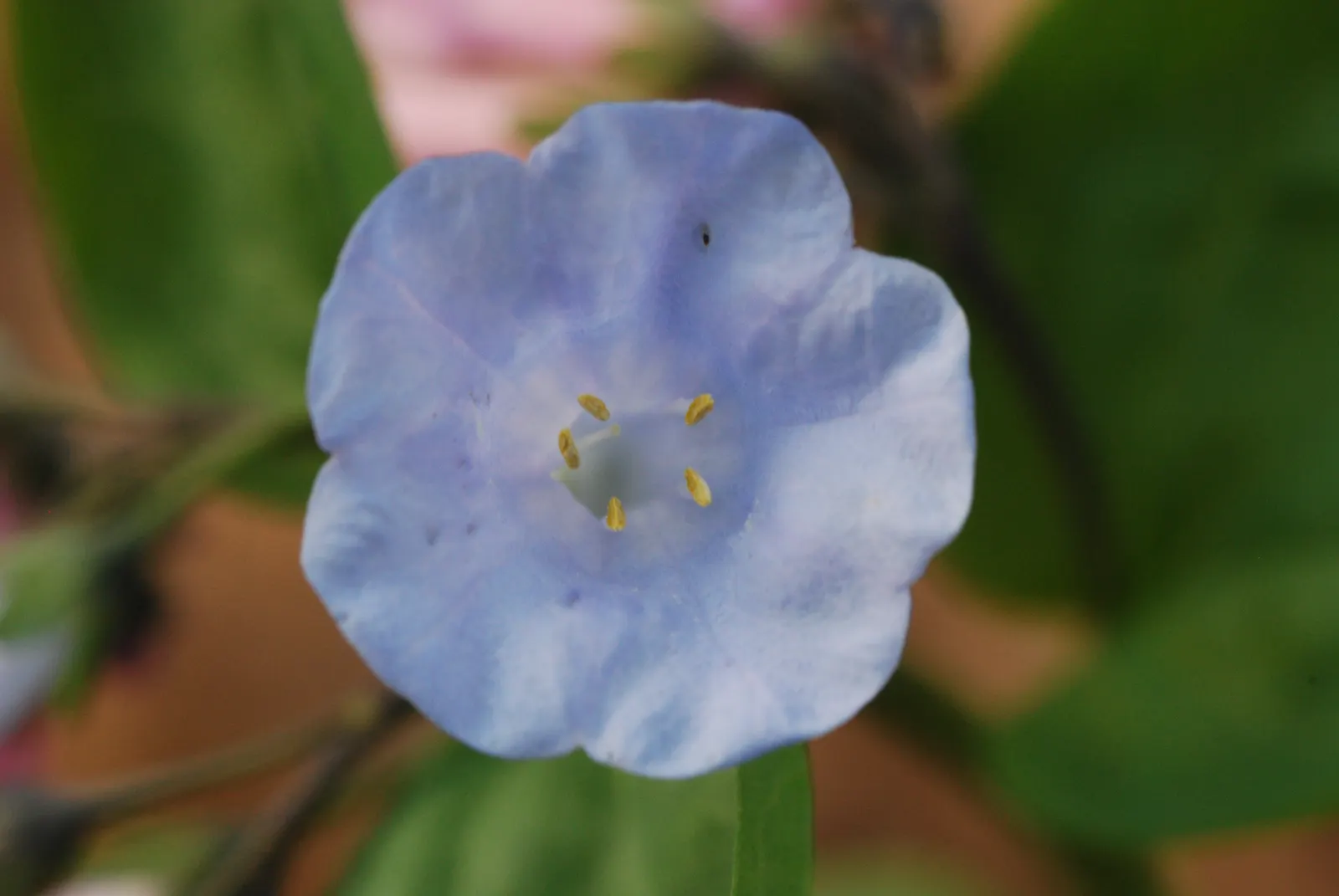 Virginia Bluebells (Mertensia Virginica) — commonly known as Virginia Bluebells; virginia Bluebells (Mertensia virginica) thrive in USDA zones 3-8, image 60