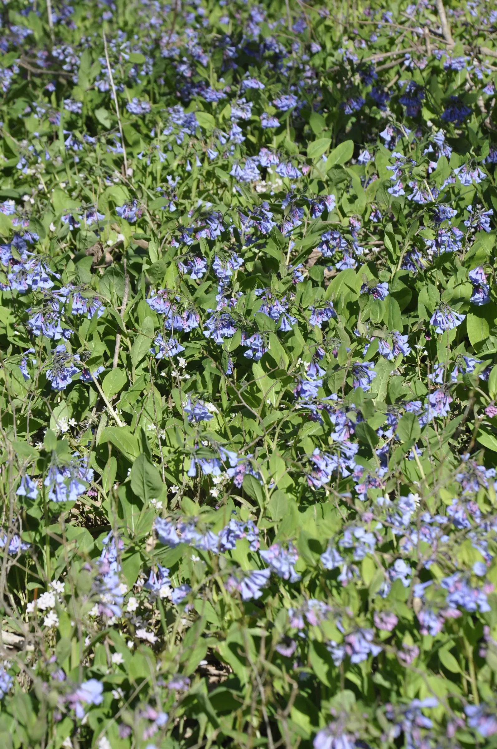 Virginia Bluebells (Mertensia Virginica) — This North American native perennial thrives in hardiness zones 3 to 8; mertensia virginica prospers in, image 62