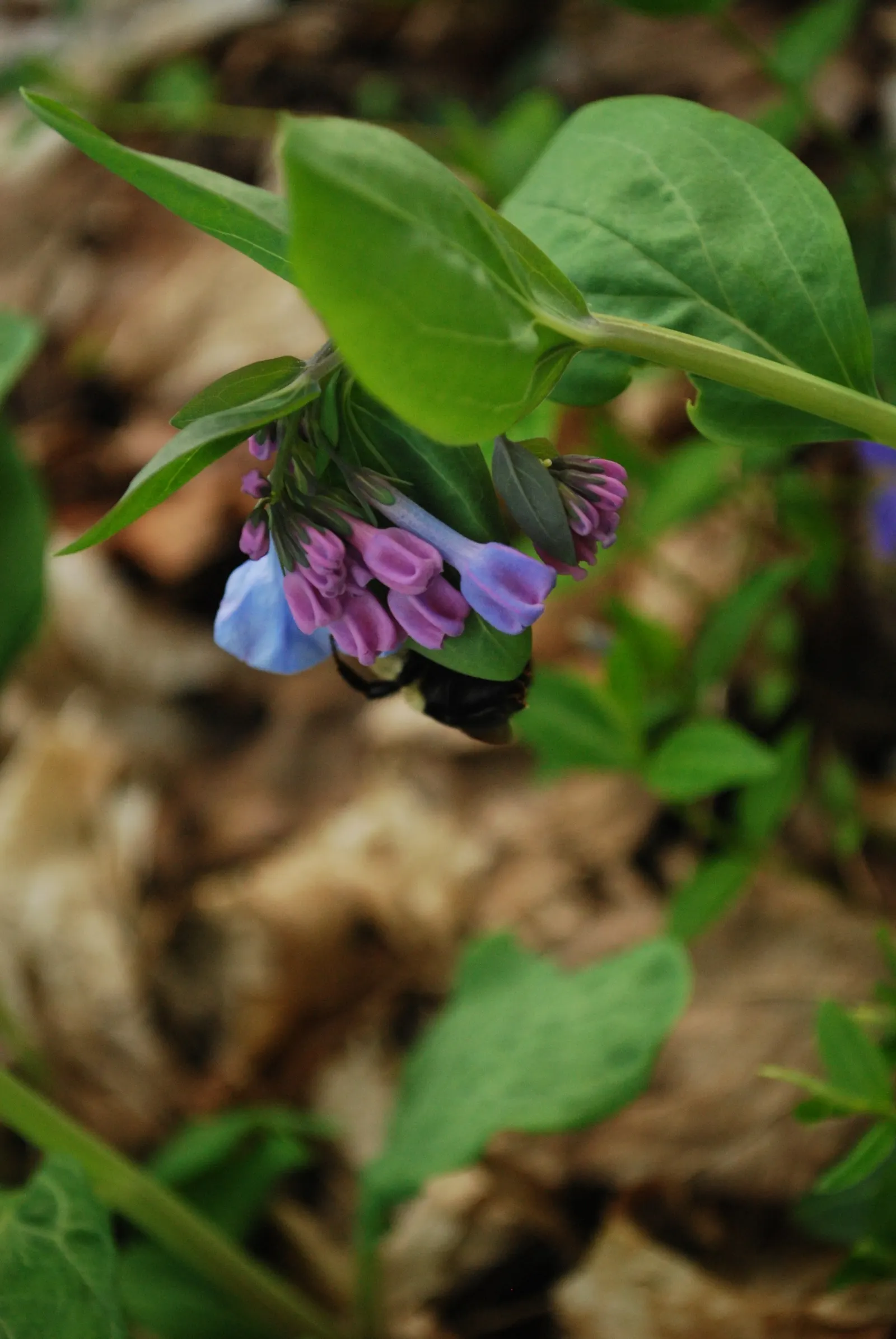 Virginia Bluebells (Mertensia Virginica) — display an initial pink hue that matures into a serene sky blue; this perennial showcases clusters of nodding
