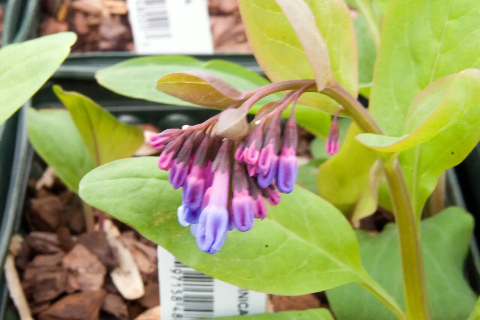 Virginia Bluebells (Mertensia Virginica) — Mertensia virginica prospers in areas with dappled sunlight to full shade and prefers consistently, image 145