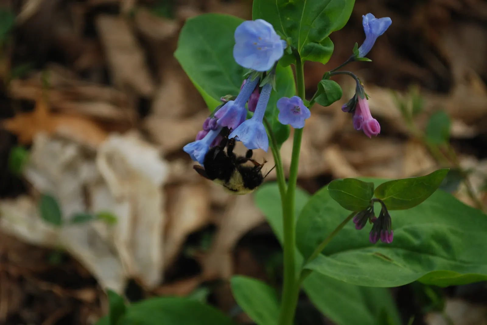 Virginia Bluebells (Mertensia Virginica) — mounded appearance when in bloom; the plant will go dormant