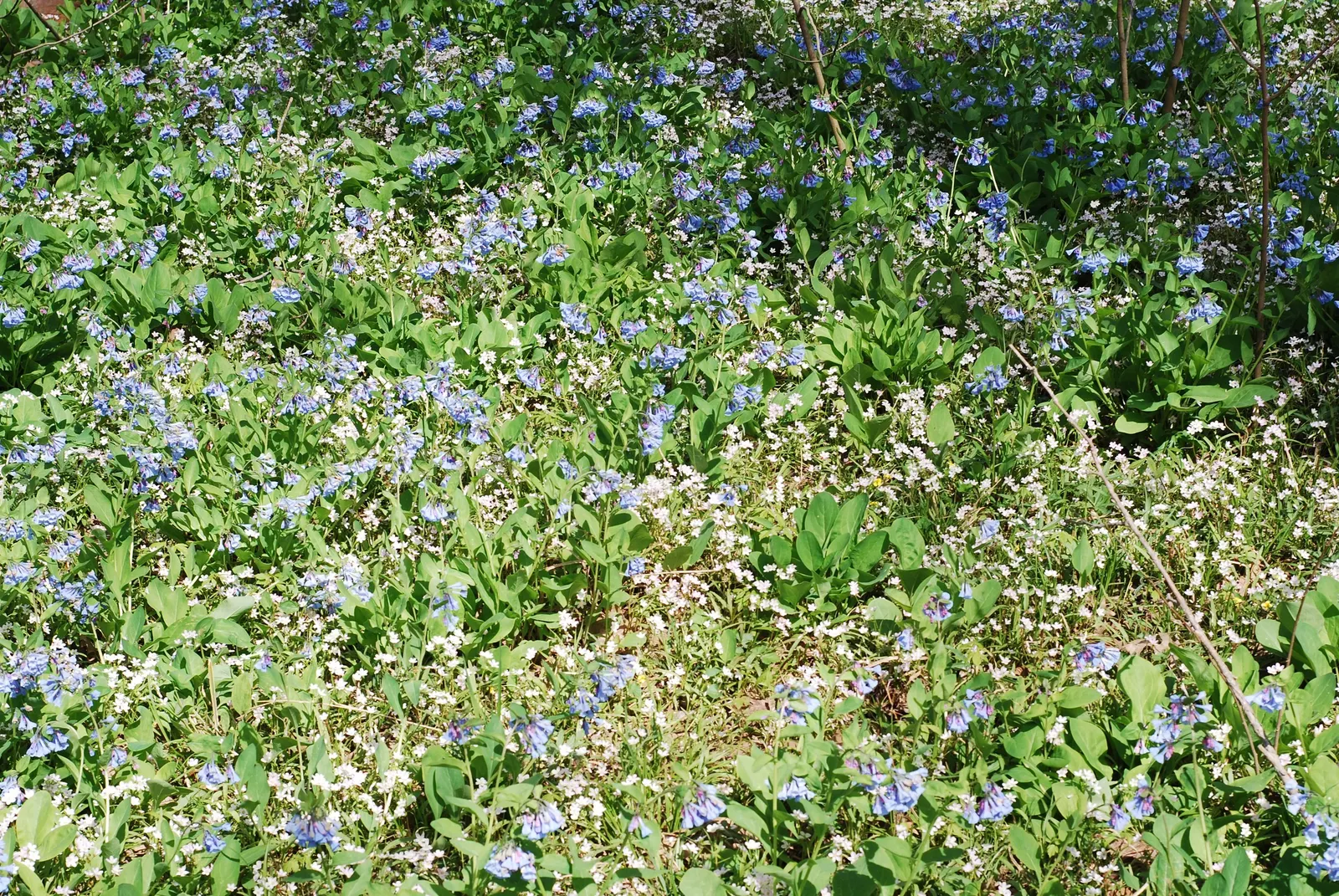 Virginia Bluebells (Mertensia Virginica) — Mature height reaches 18 to 24 inches with a similar spread; annual with blue blooms