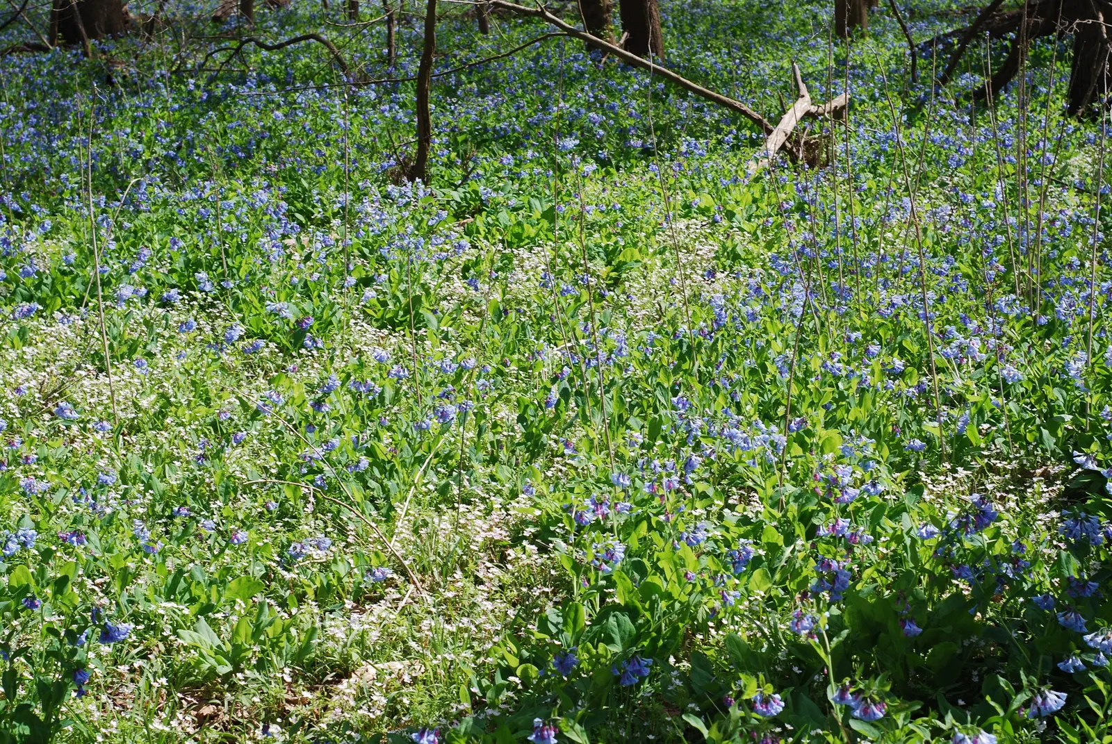 Virginia Bluebells (Mertensia Virginica) — commonly known as Virginia Bluebells; virginia Bluebells (Mertensia virginica) thrive in USDA zones 3-8