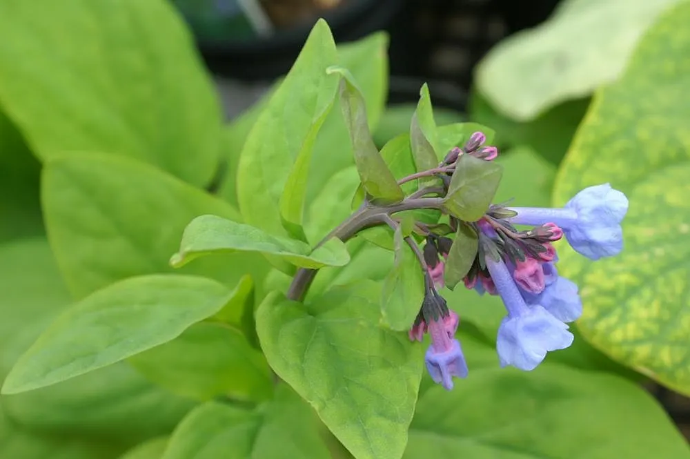 Virginia Bluebells (Mertensia Virginica) — Foliage is a lush gray-green; blooms profusely in early spring before entering summer dormancy