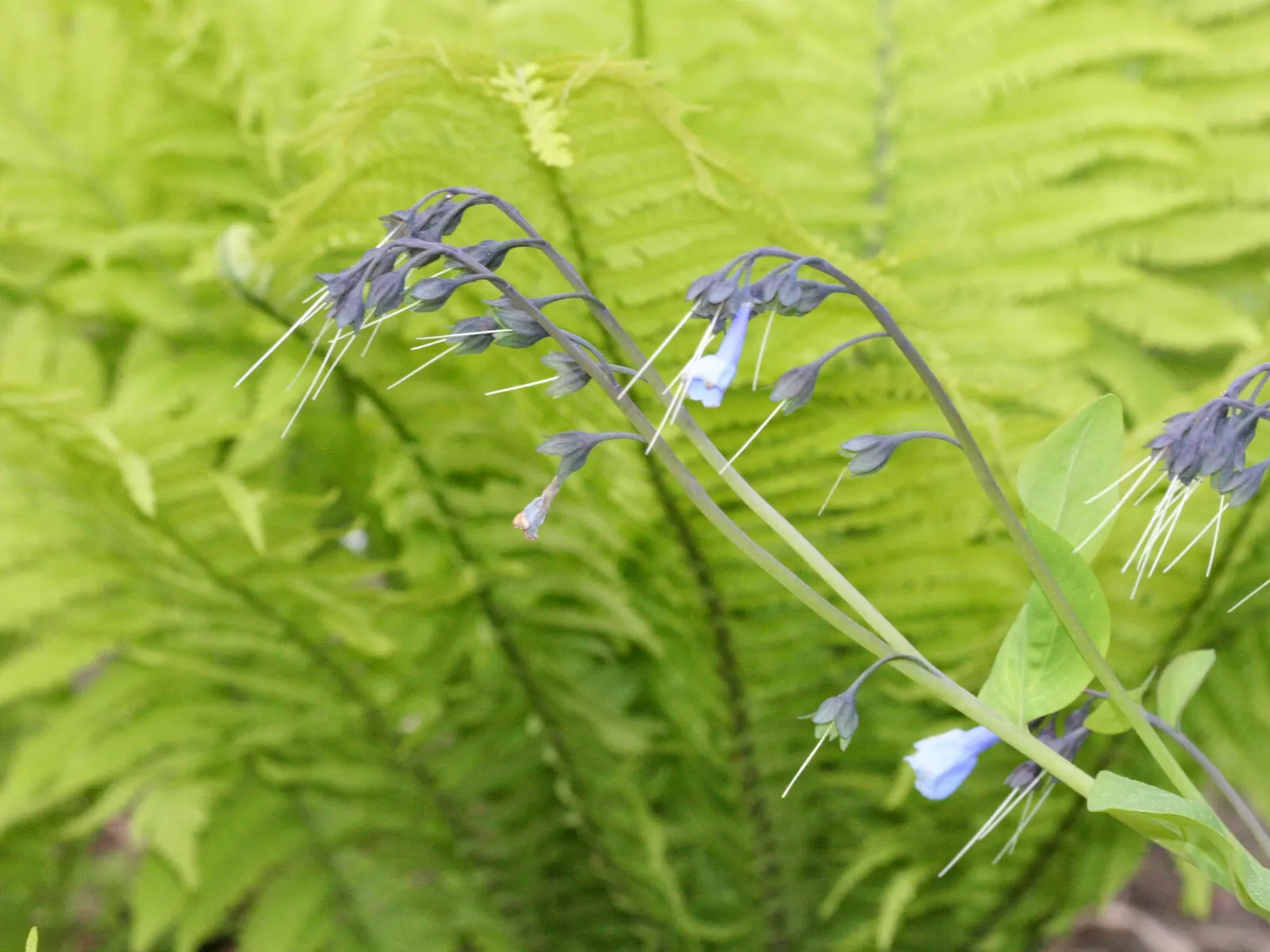 Virginia Bluebells (Mertensia Virginica) — presents a captivating spectacle in any garden with its pendulous bell-shaped flowers and lush foliage, image 139