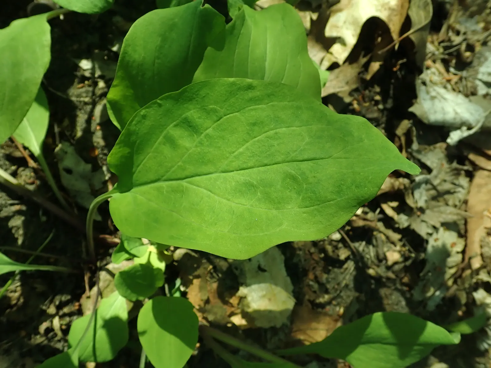 Virginia Bluebells (Mertensia Virginica) — Virginia Bluebells are relatively low-maintenance