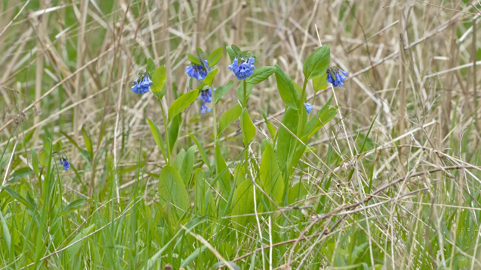 Virginia Bluebells (Mertensia Virginica) — providing a brilliant show in the spring months; this North American native perennial thrives in, image 91
