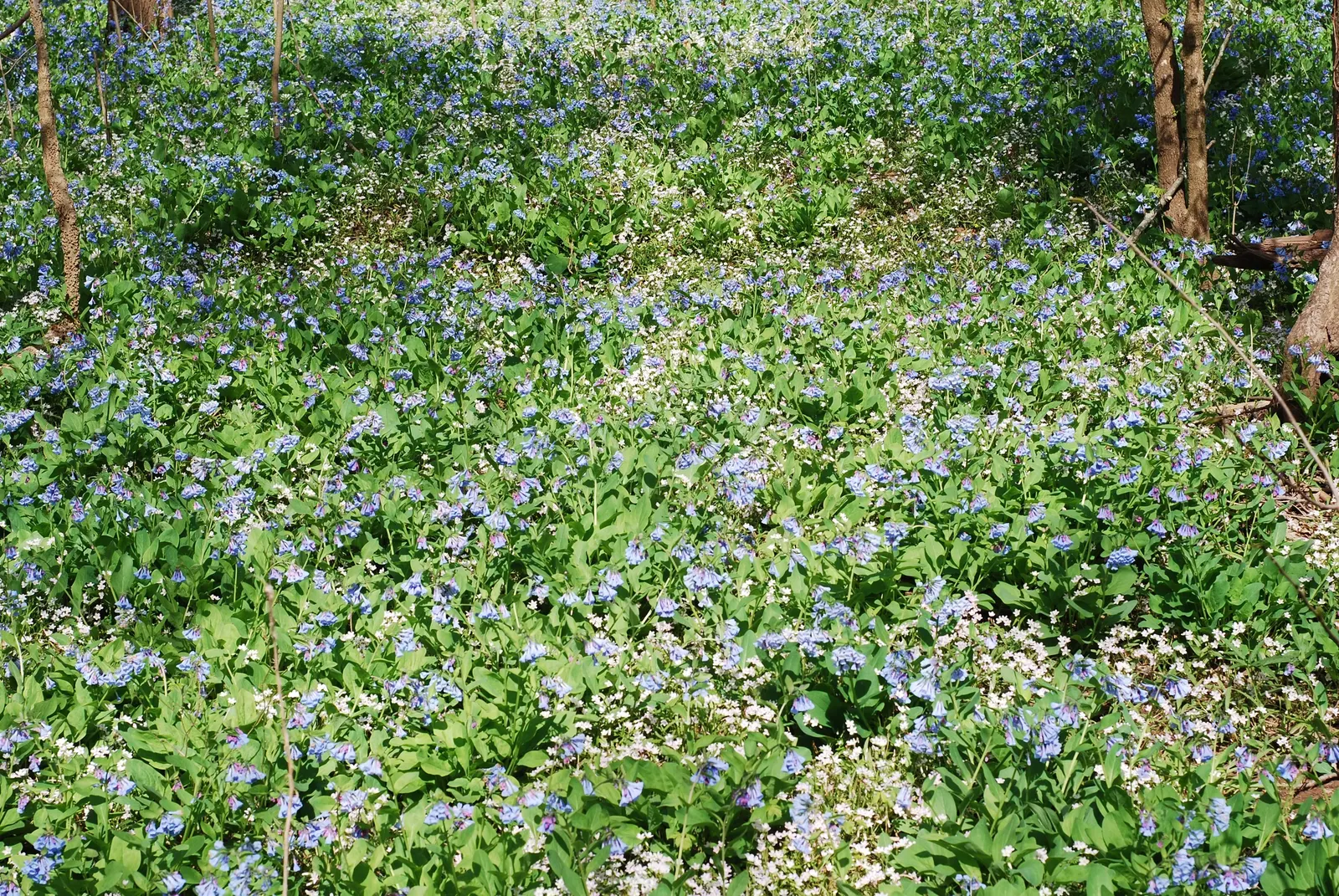 Virginia Bluebells (Mertensia Virginica) — annual with blue blooms; well-drained soil with an acidic to neutral pH, image 103