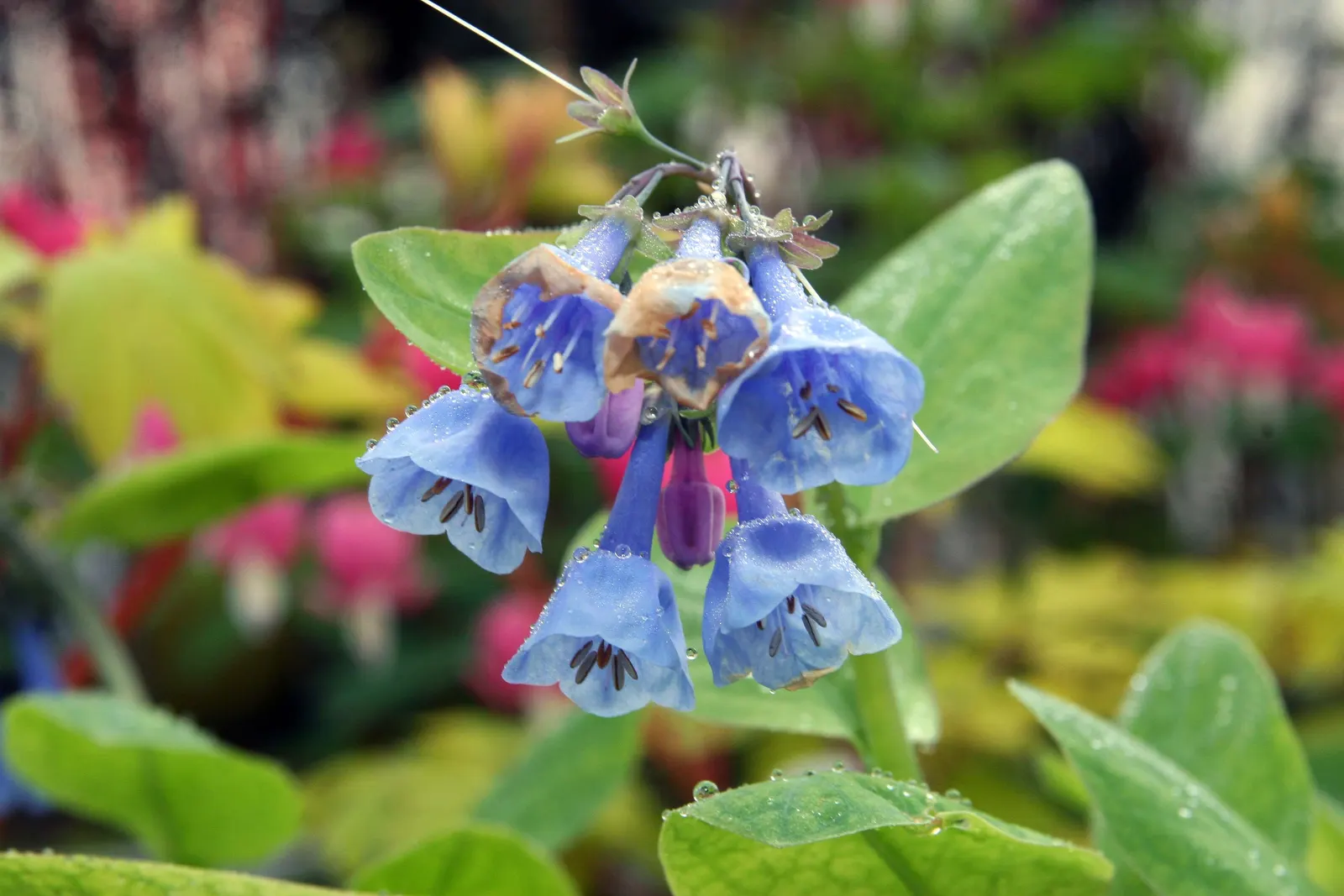 Virginia Bluebells (Mertensia Virginica) — presents a captivating spectacle in any garden with its pendulous bell-shaped flowers and lush foliage; commonly