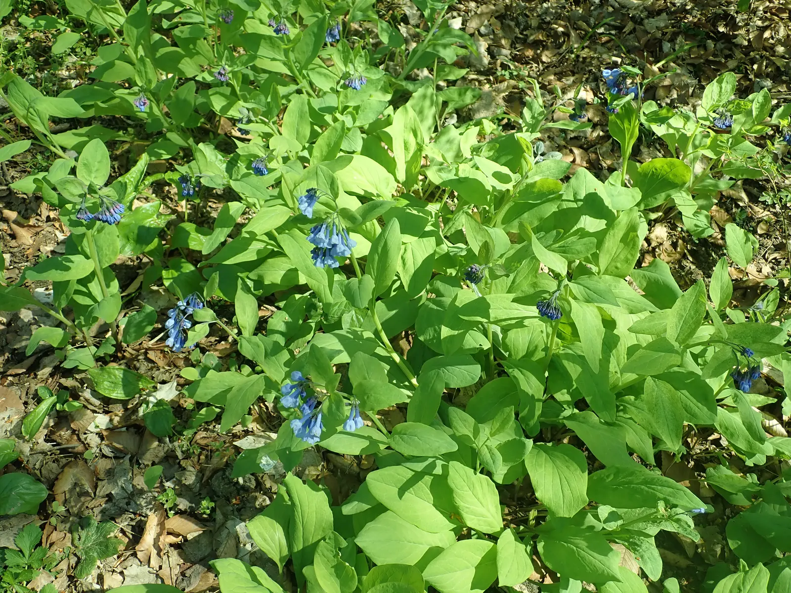 Virginia Bluebells (Mertensia Virginica) — well-drained soil and partial to full shade; mounded appearance when in bloom, image 54