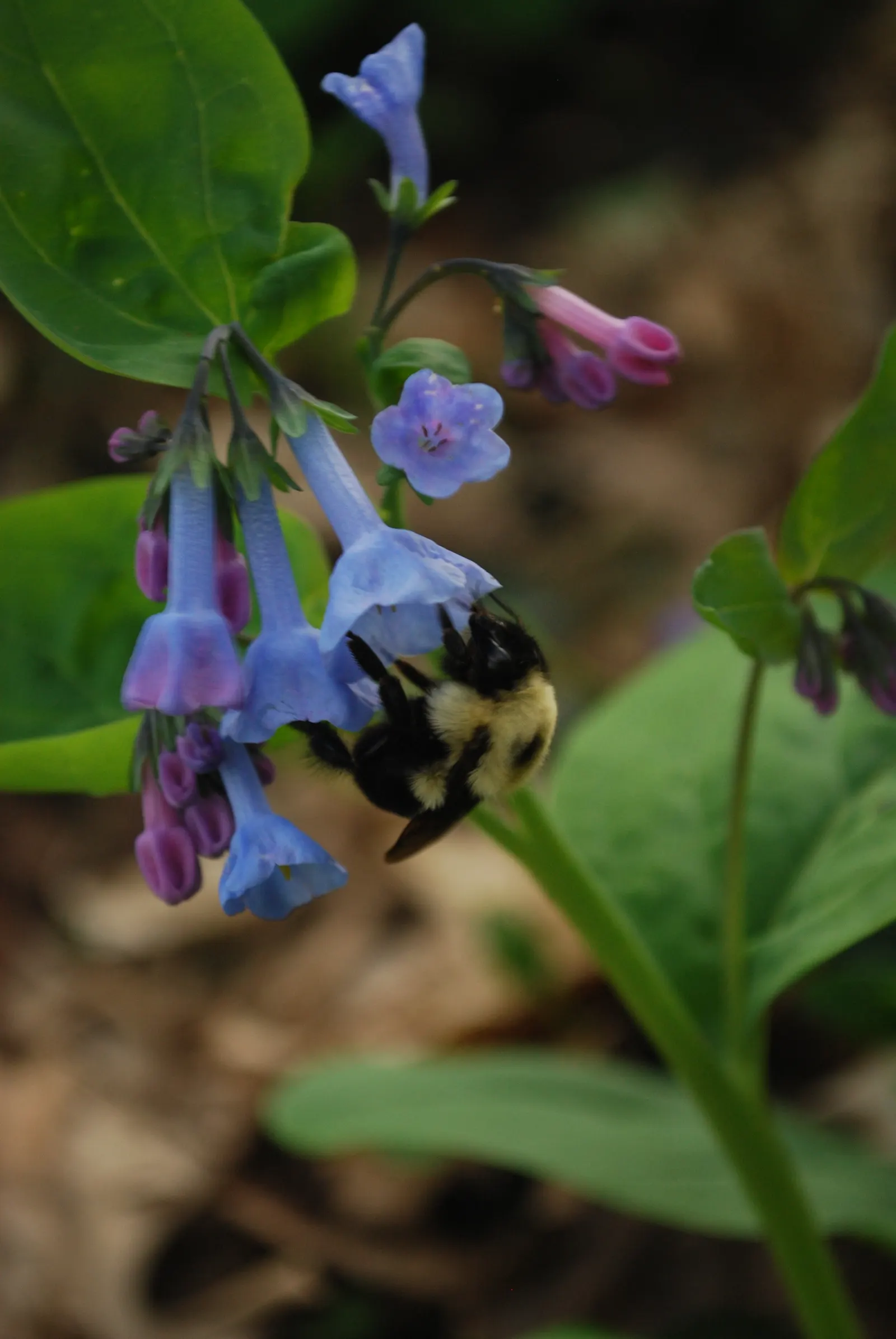 Virginia Bluebells (Mertensia Virginica) — receding back into the ground and leaving space for other plants to take center stage in the summer, image 127