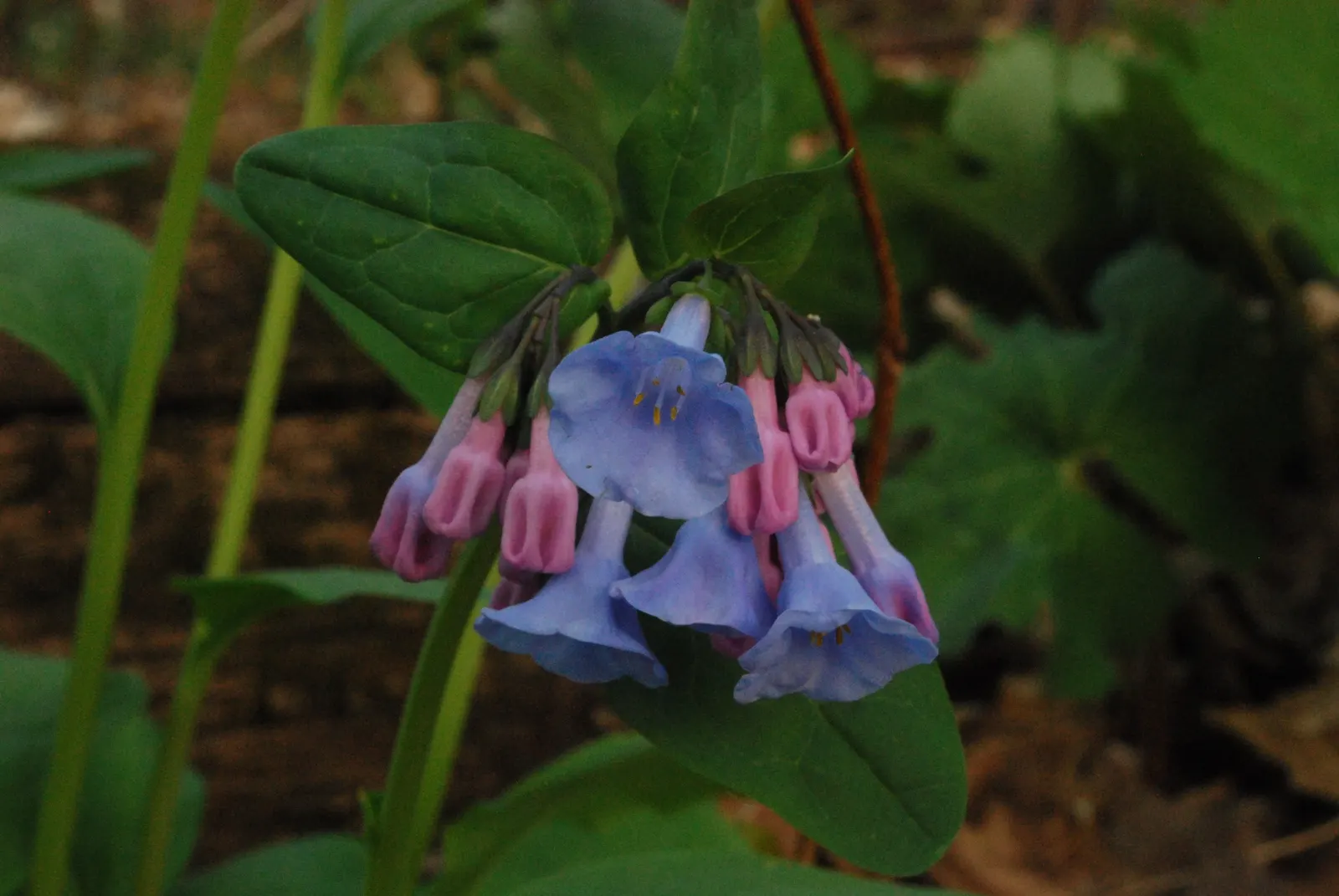 Virginia Bluebells (Mertensia Virginica) — Despite its delicate appearance; display an initial pink hue that matures into a serene sky blue, image 69