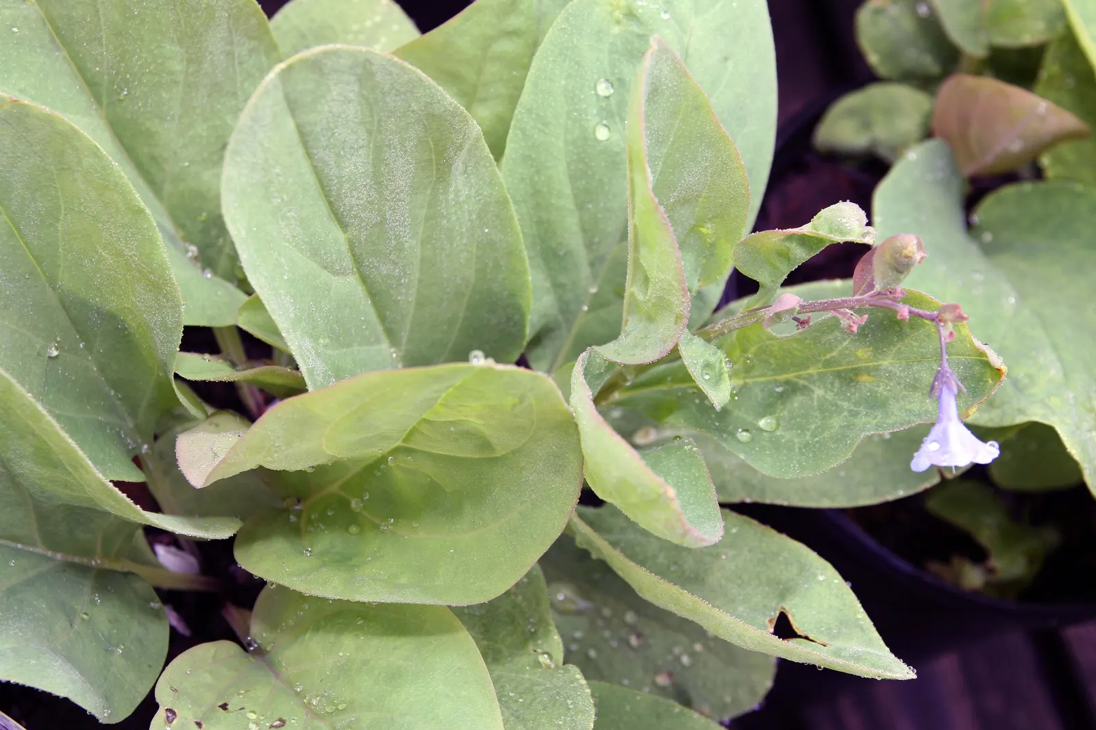 Virginia Bluebells (Mertensia Virginica) — annual for full; receding back into the ground and leaving space for other plants to take center stage, image 104