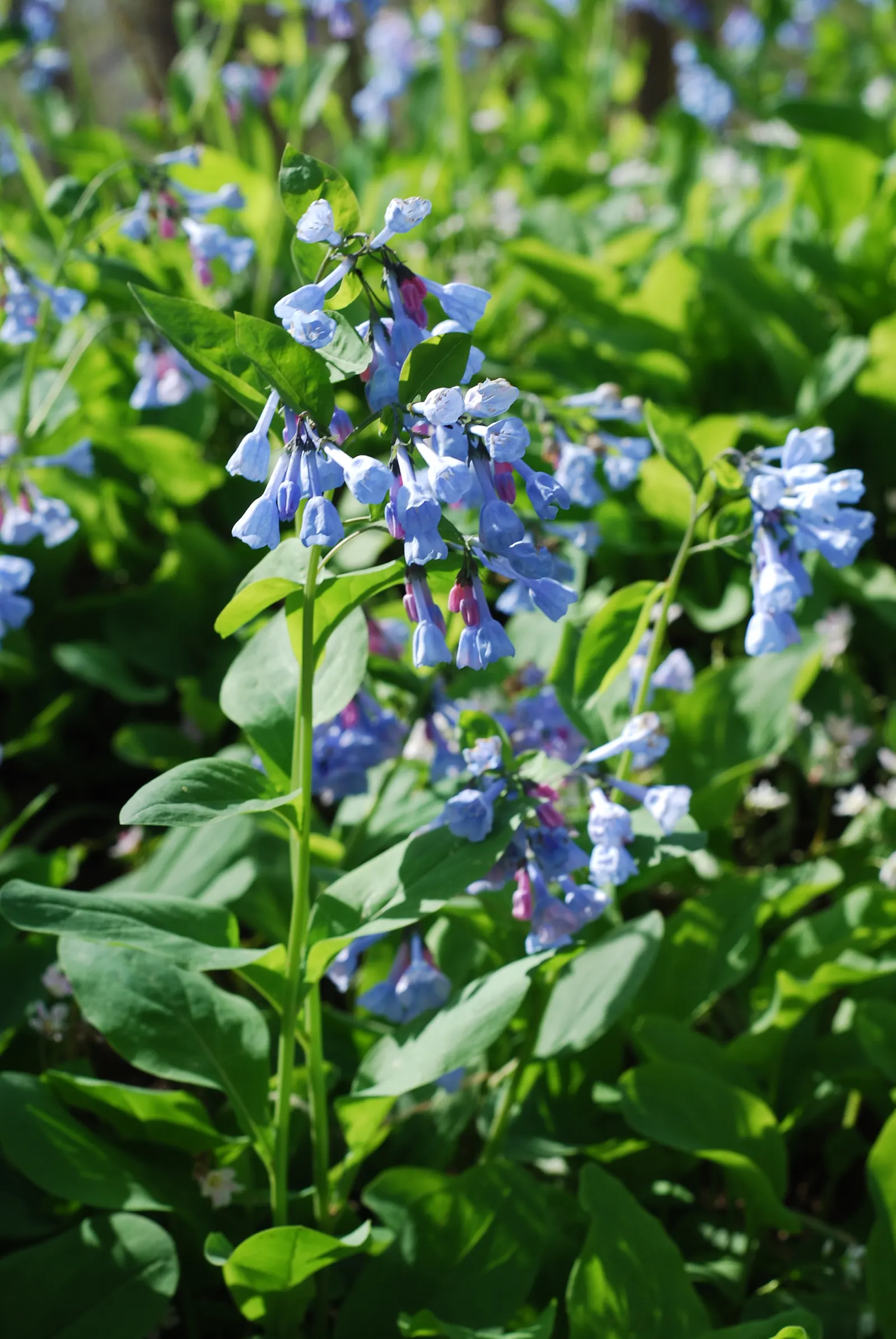 Virginia Bluebells (Mertensia Virginica) — This North American native perennial thrives in hardiness zones 3 to 8; mertensia virginica prospers in, image 140