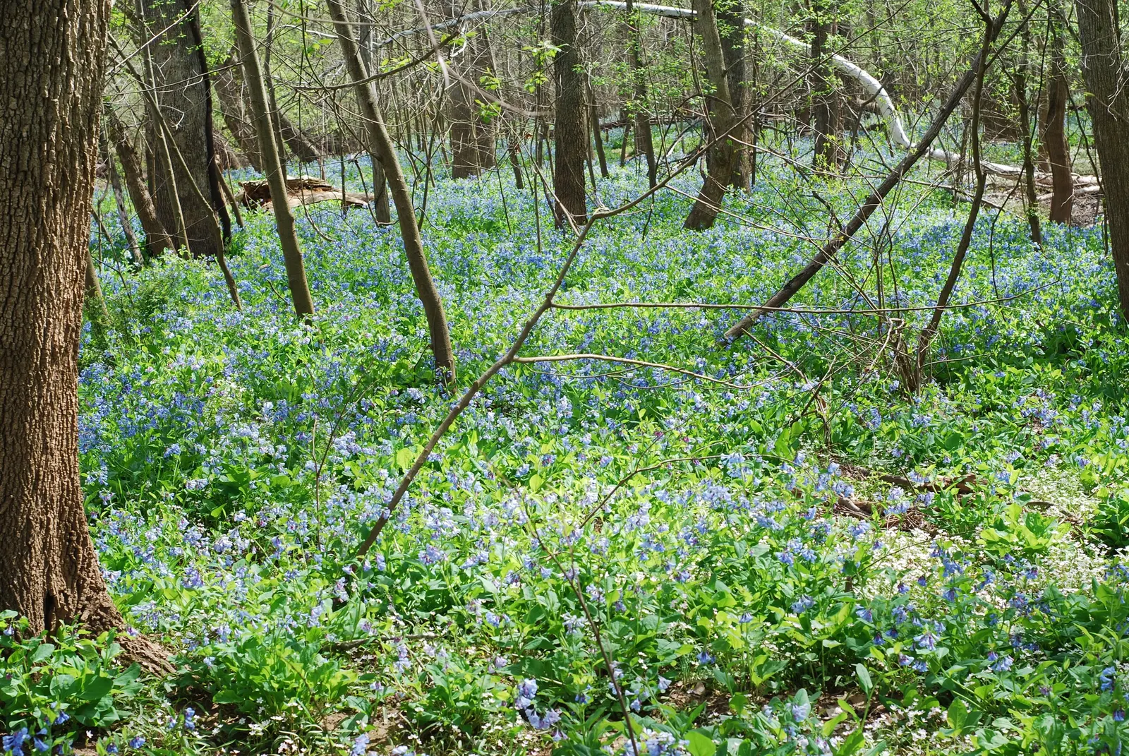 Virginia Bluebells (Mertensia Virginica) — making them a practical and picturesque choice for areas where browsing animals are a concern