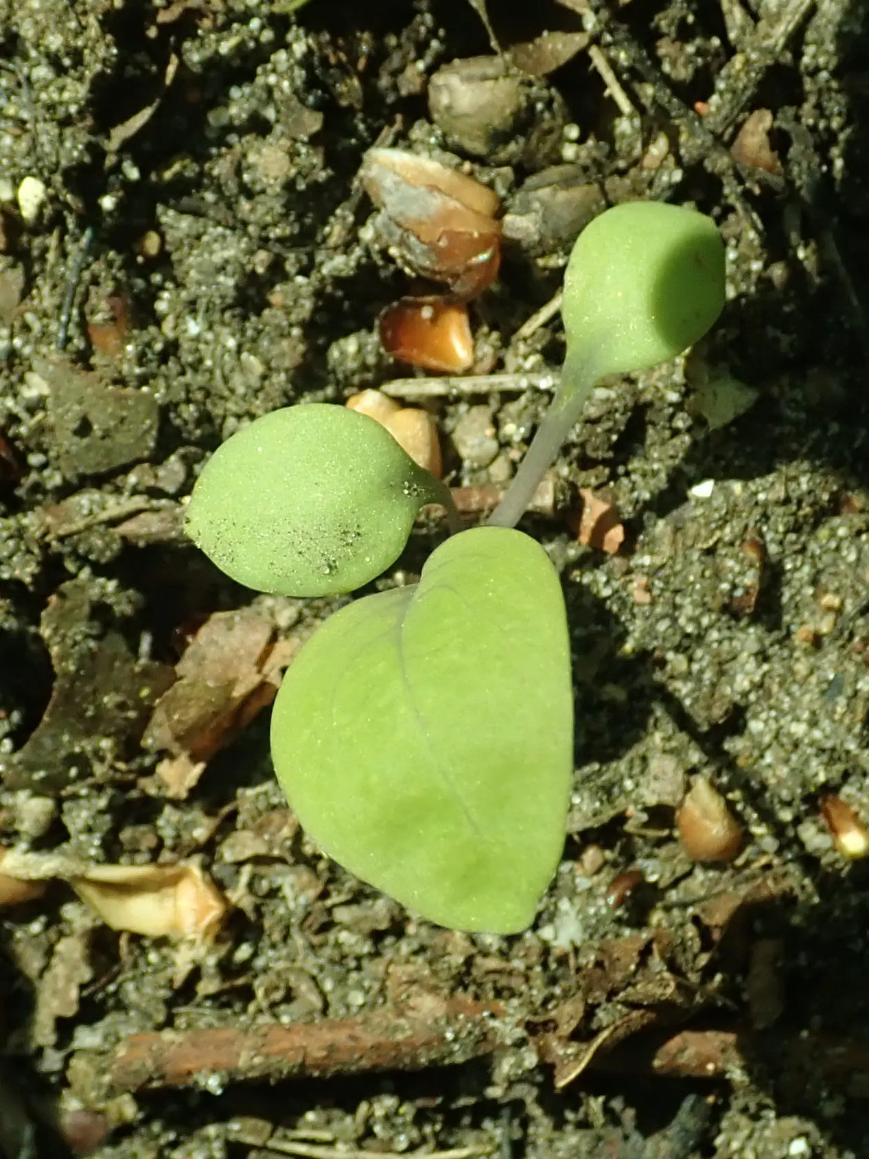 Virginia Bluebells (Mertensia Virginica) — Foliage is a lush gray-green; blooms profusely in early spring before entering summer dormancy, image 135