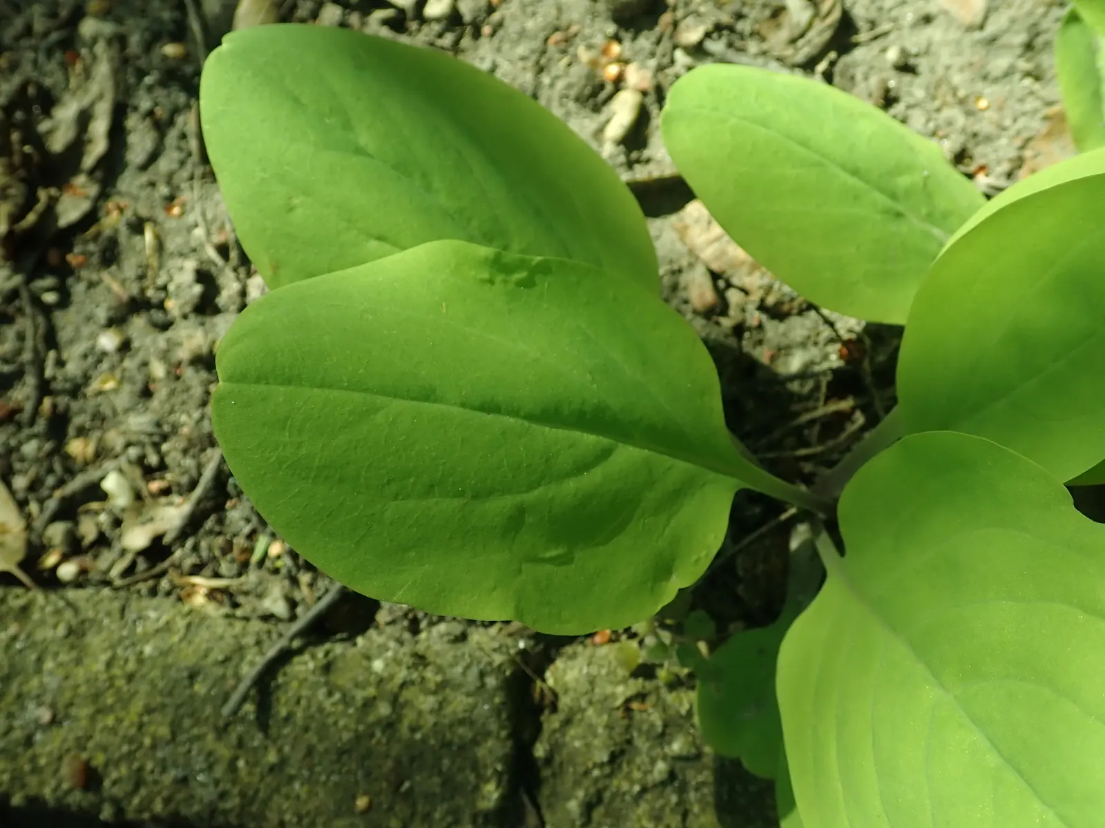 Virginia Bluebells (Mertensia Virginica) — receding back into the ground and leaving space for other plants to take center stage in the summer, image 101