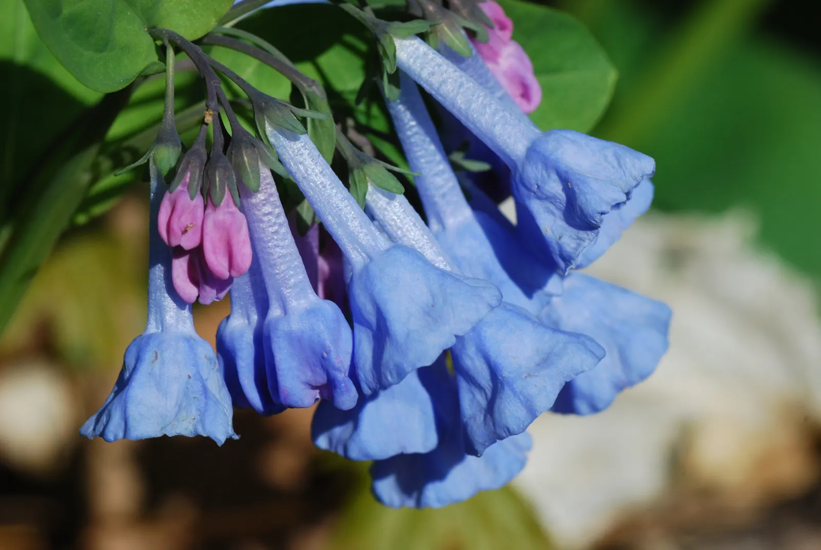 Virginia Bluebells (Mertensia Virginica) — well-drained soil and partial to full shade; mounded appearance when in bloom, image 106