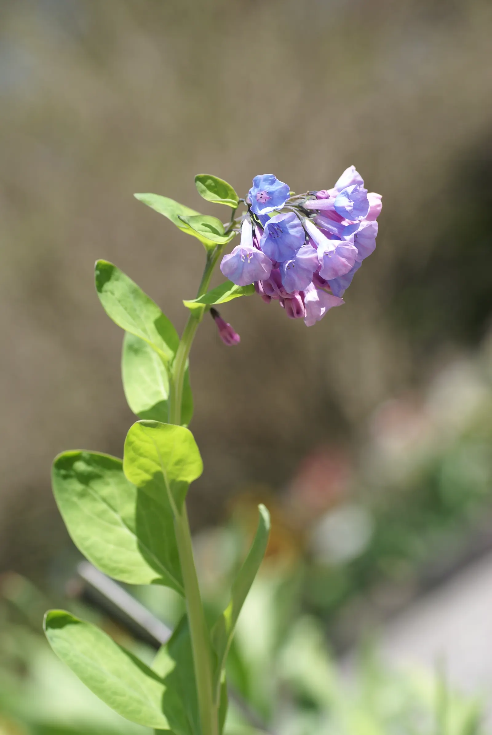 Virginia Bluebells (Mertensia Virginica) — presents a captivating spectacle in any garden with its pendulous bell-shaped flowers and lush foliage, image 165