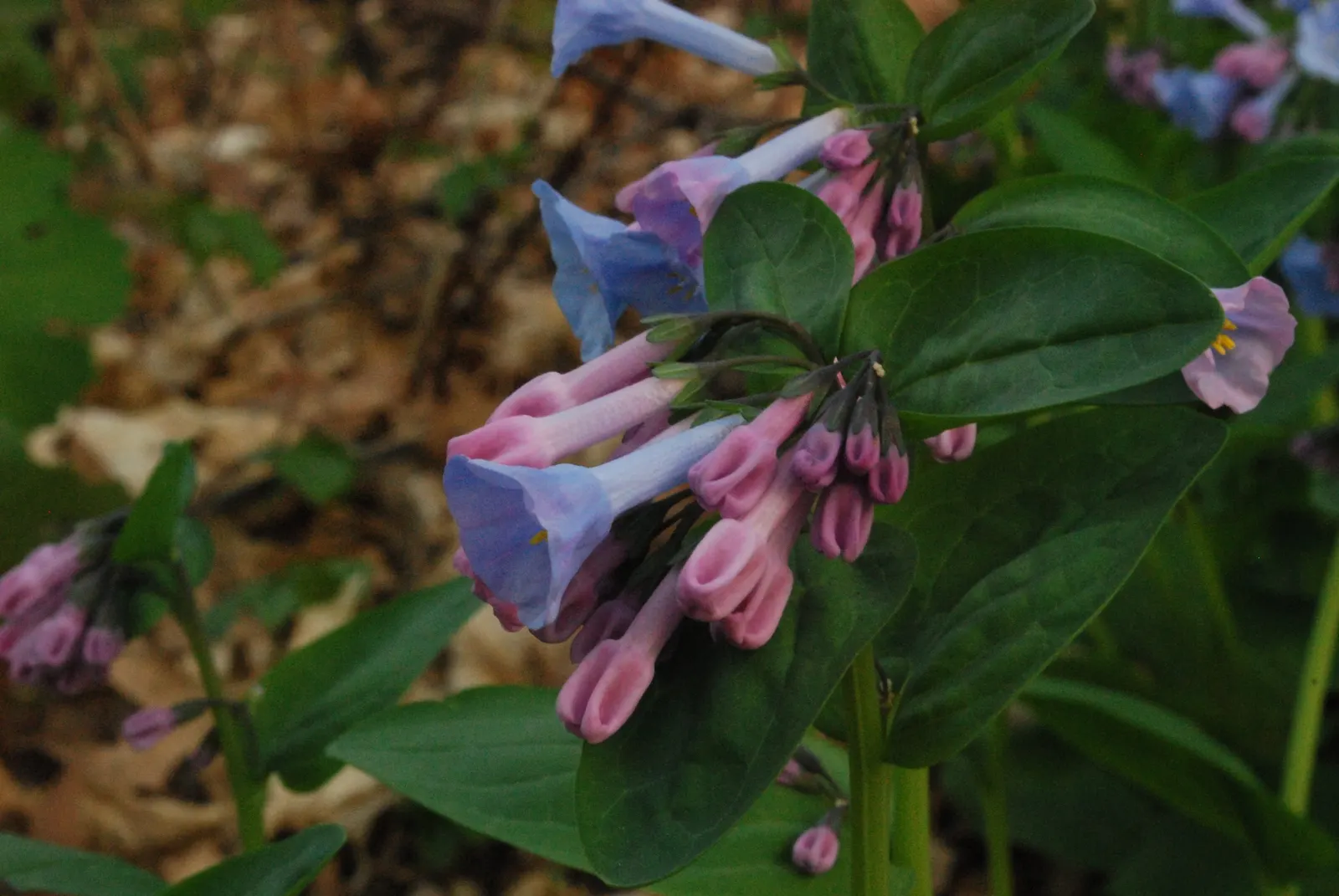 Virginia Bluebells (Mertensia Virginica) — display an initial pink hue that matures into a serene sky blue