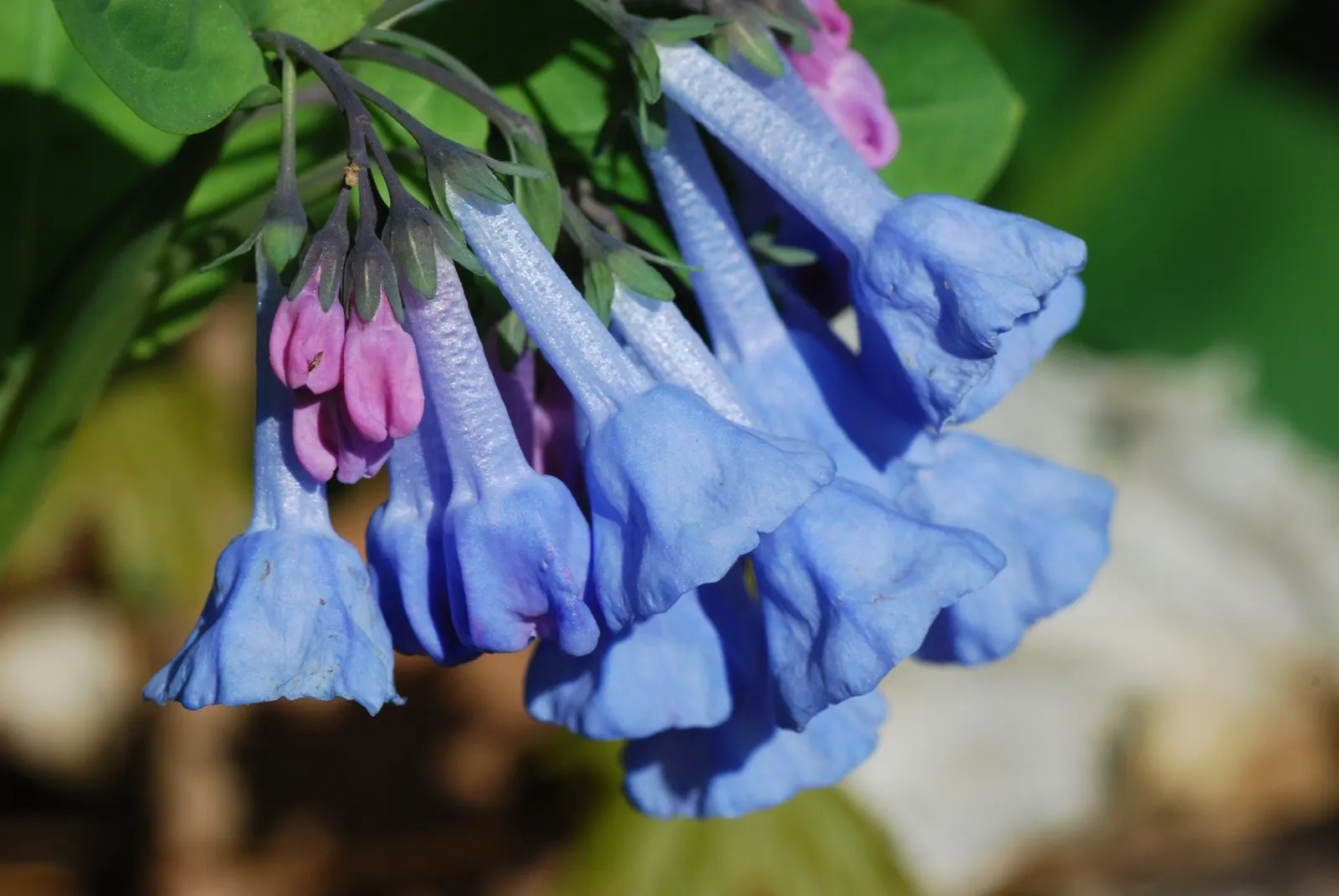 Virginia Bluebells (Mertensia Virginica) — annual with blue blooms
