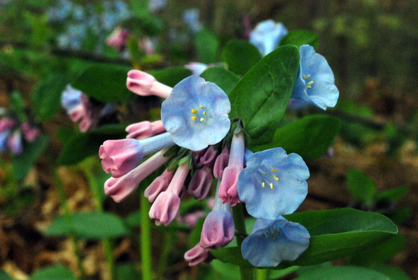 Virginia Bluebells (Mertensia Virginica) — Blooms profusely in early spring before entering summer dormancy