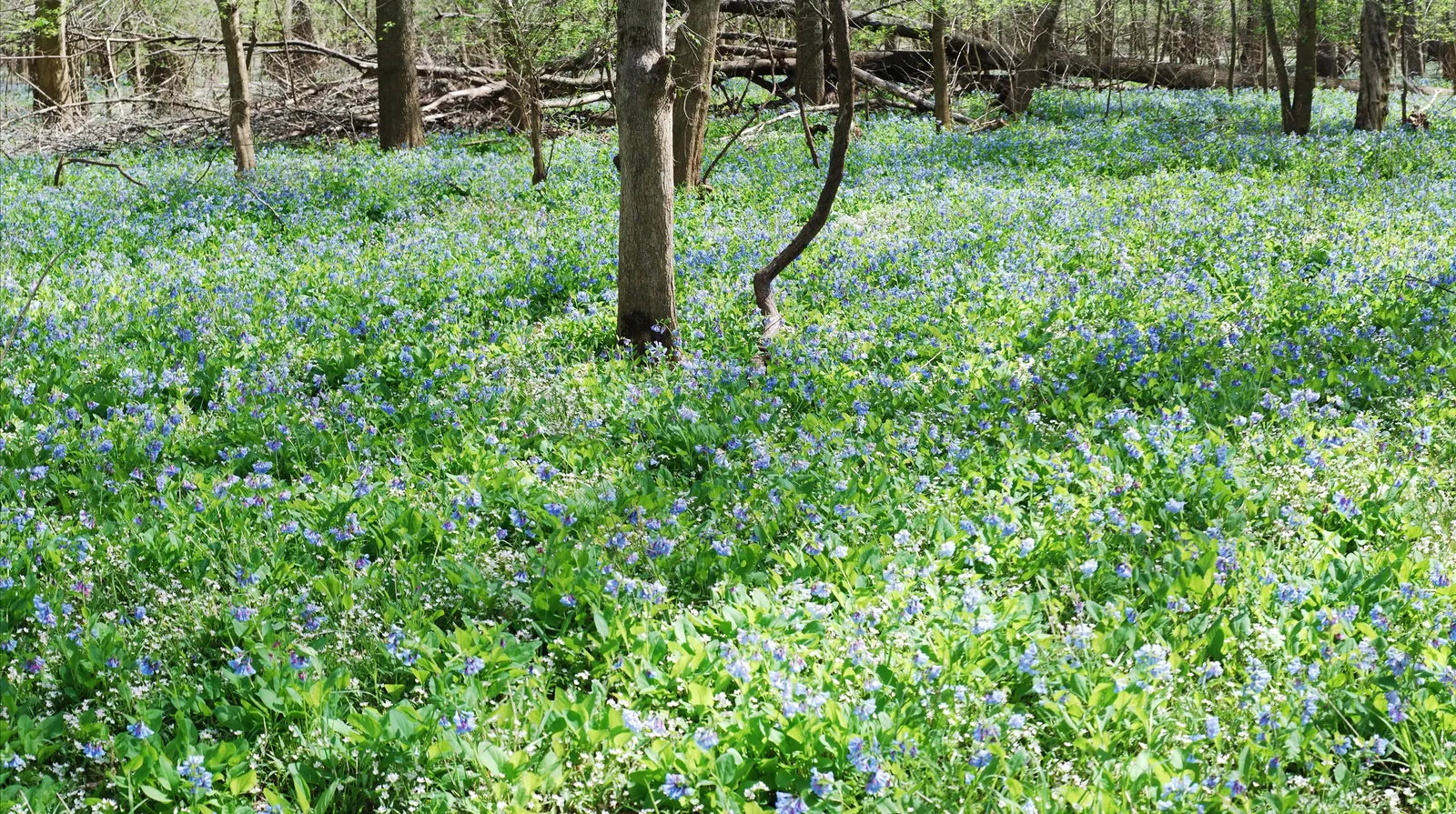 Virginia Bluebells (Mertensia Virginica) — This North American native perennial thrives in hardiness zones 3 to 8; mertensia virginica prospers in, image 88