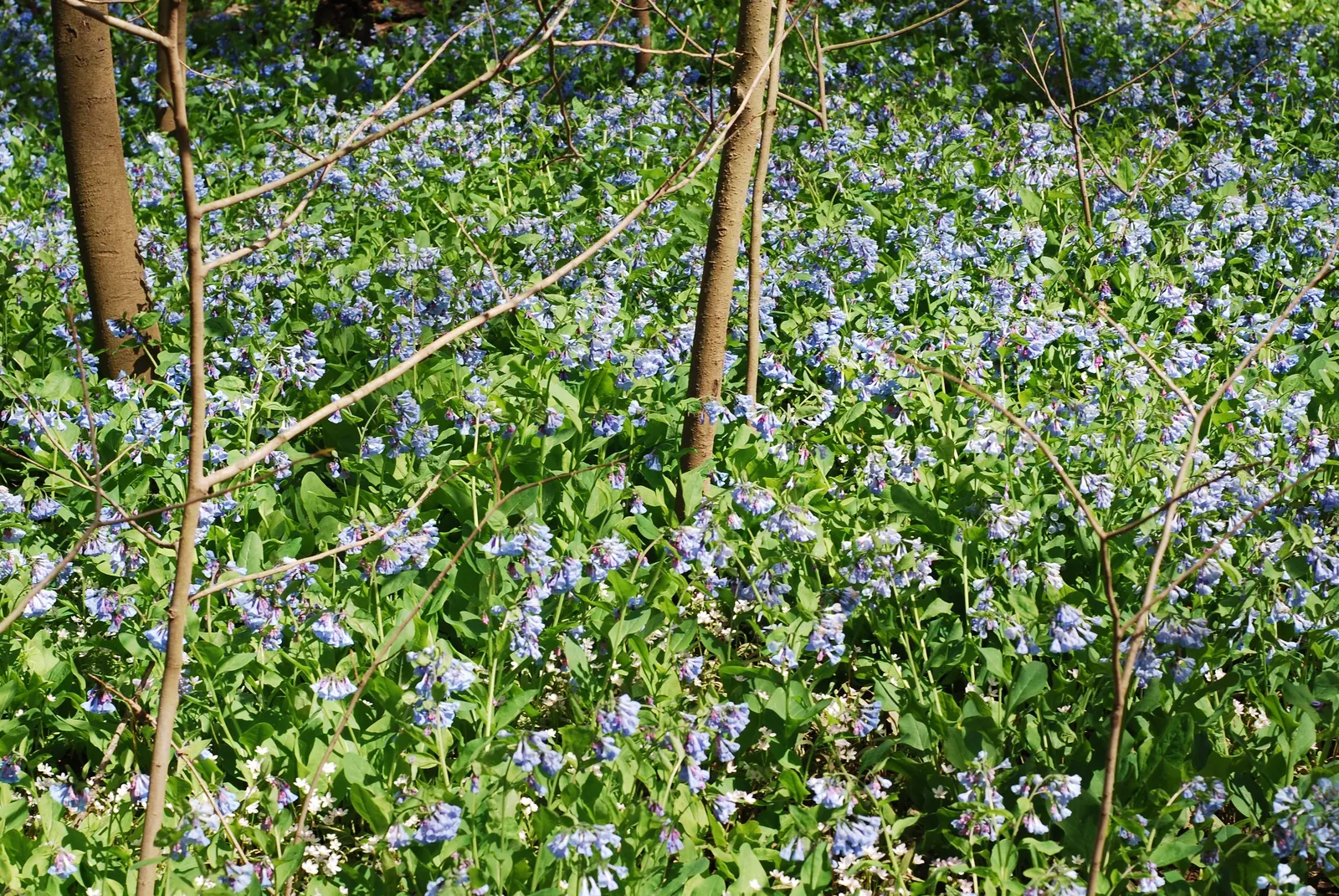 Virginia Bluebells (Mertensia Virginica) — Wildlife enthusiasts will appreciate its allure to pollinators such as bees and butterflies