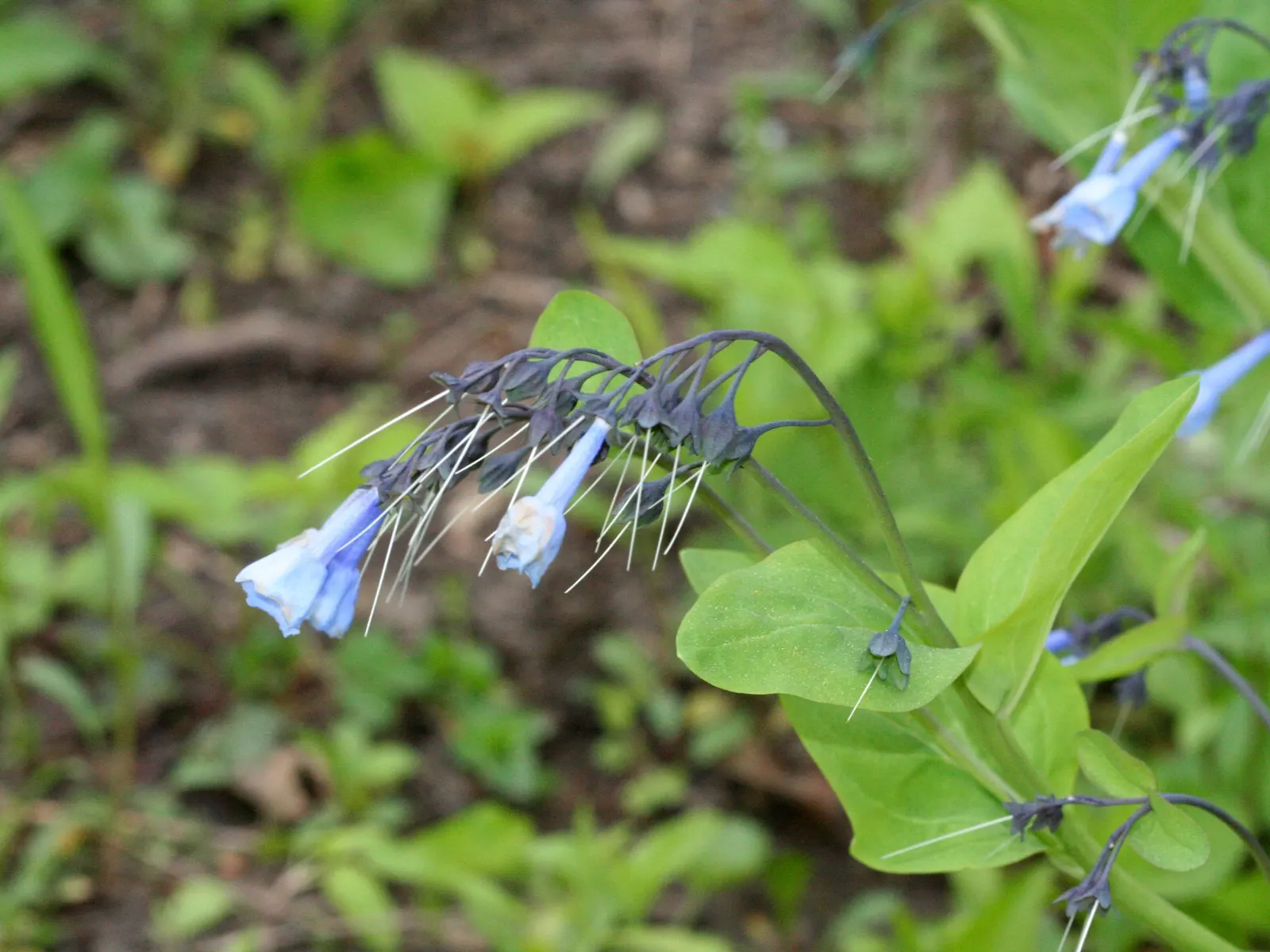 Virginia Bluebells (Mertensia Virginica) — Virginia Bluebells (Mertensia virginica) thrive in USDA zones 3-8