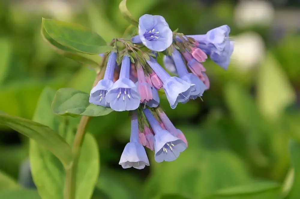 Virginia Bluebells (Mertensia Virginica) — annual for full; receding back into the ground and leaving space for other plants to take center stage, image 130