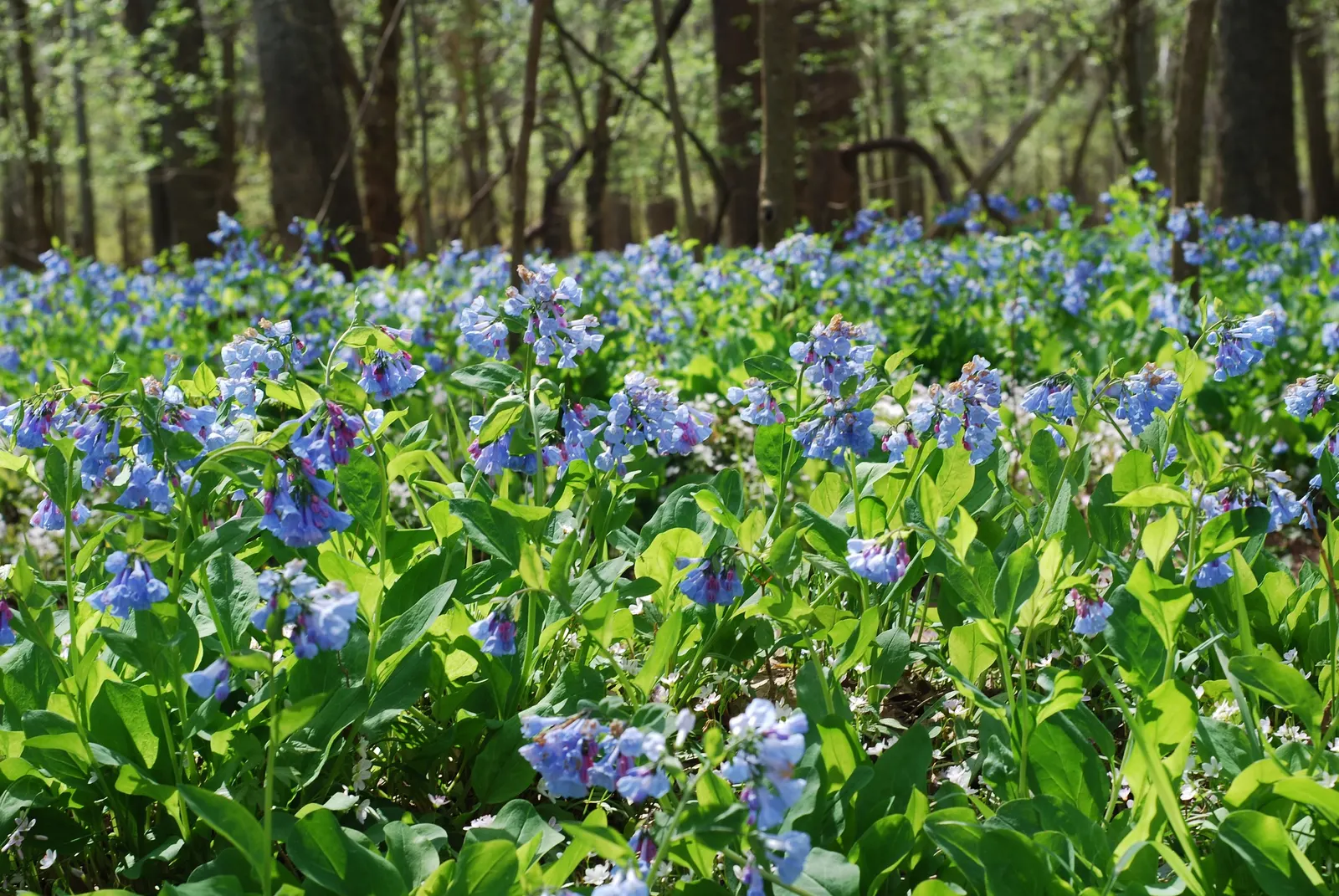 Virginia Bluebells (Mertensia Virginica) — well-drained soil with an acidic to neutral pH; foliage is a lush gray-green, image 172