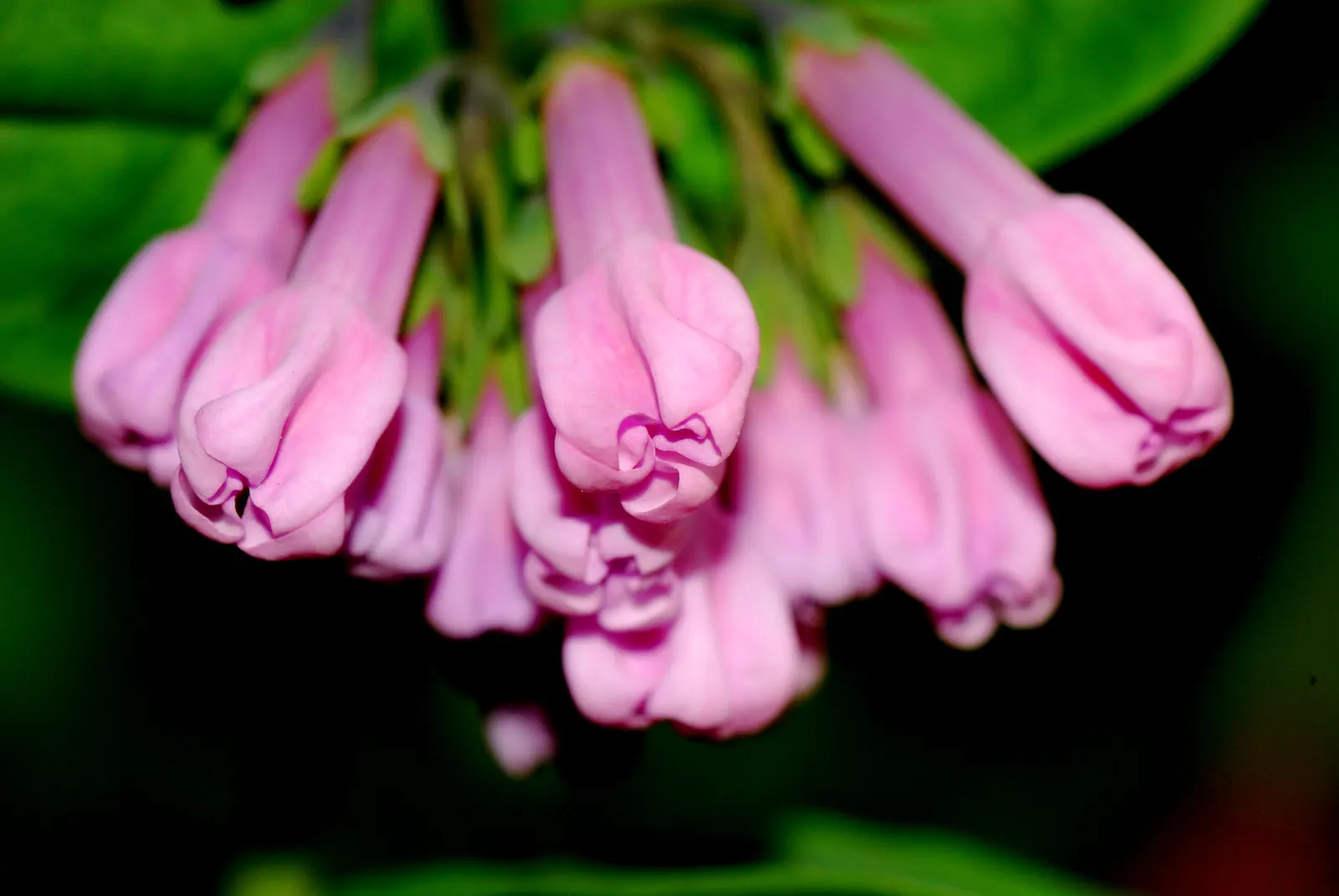Virginia Bluebells (Mertensia Virginica) — mounded appearance when in bloom; the plant will go dormant, image 63