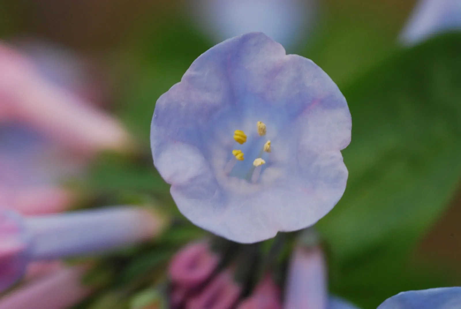 Virginia Bluebells (Mertensia Virginica) — presents a captivating spectacle in any garden with its pendulous bell-shaped flowers and lush foliage, image 87