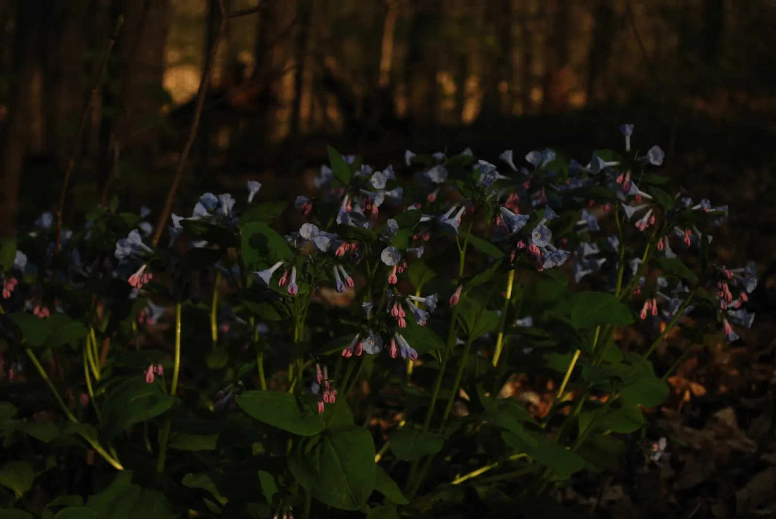 Virginia Bluebells (Mertensia Virginica) — annual for full; receding back into the ground and leaving space for other plants to take center stage, image 156