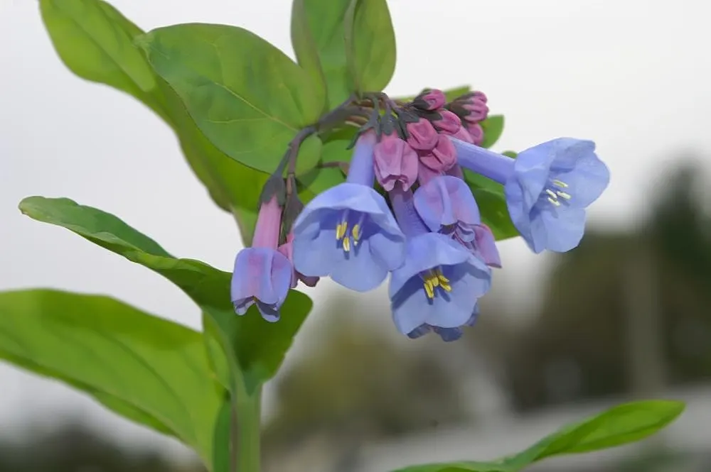 Virginia Bluebells (Mertensia Virginica) — Mertensia virginica prospers in areas with dappled sunlight to full shade and prefers consistently, image 119