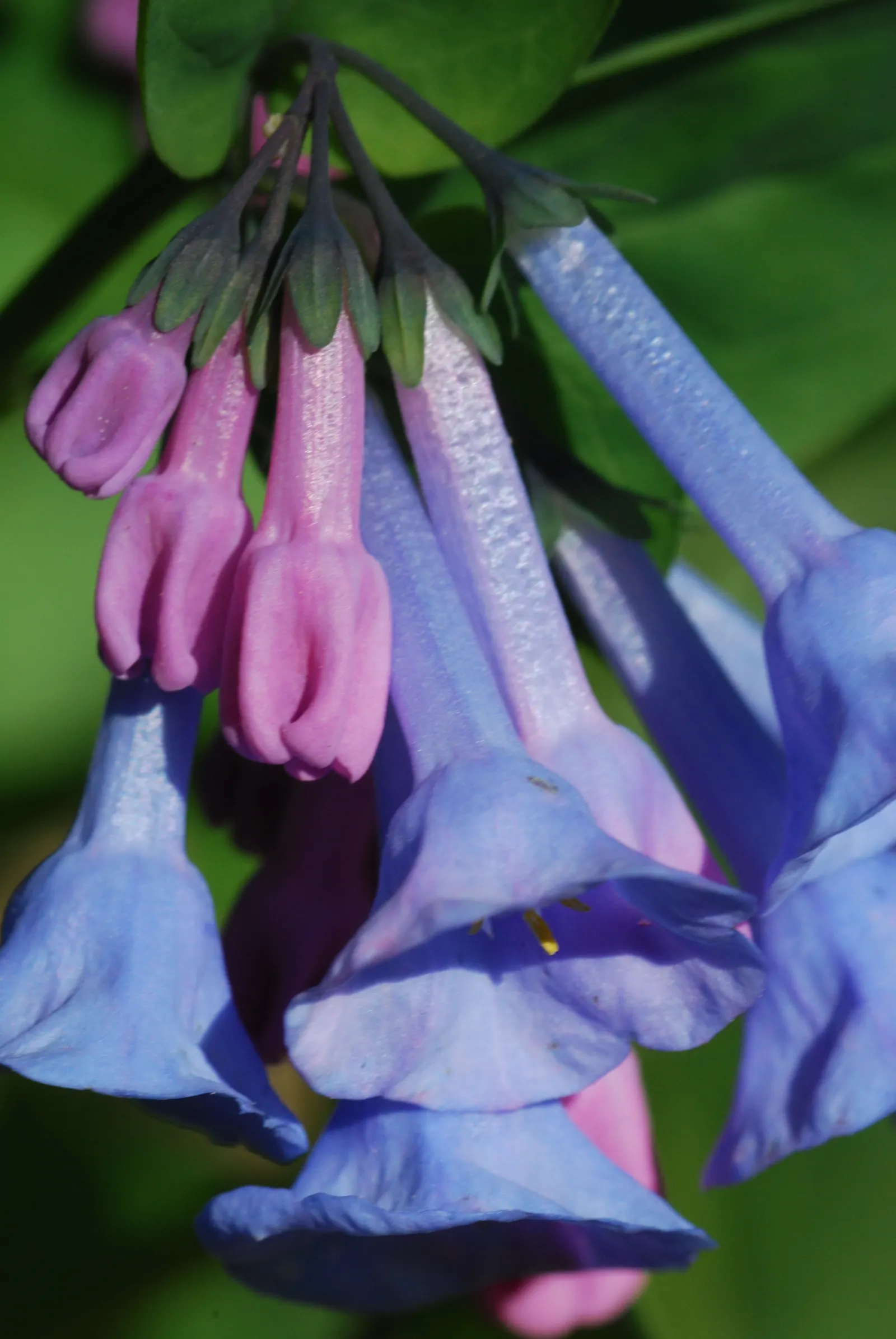 Virginia Bluebells (Mertensia Virginica) — providing a brilliant show in the spring months