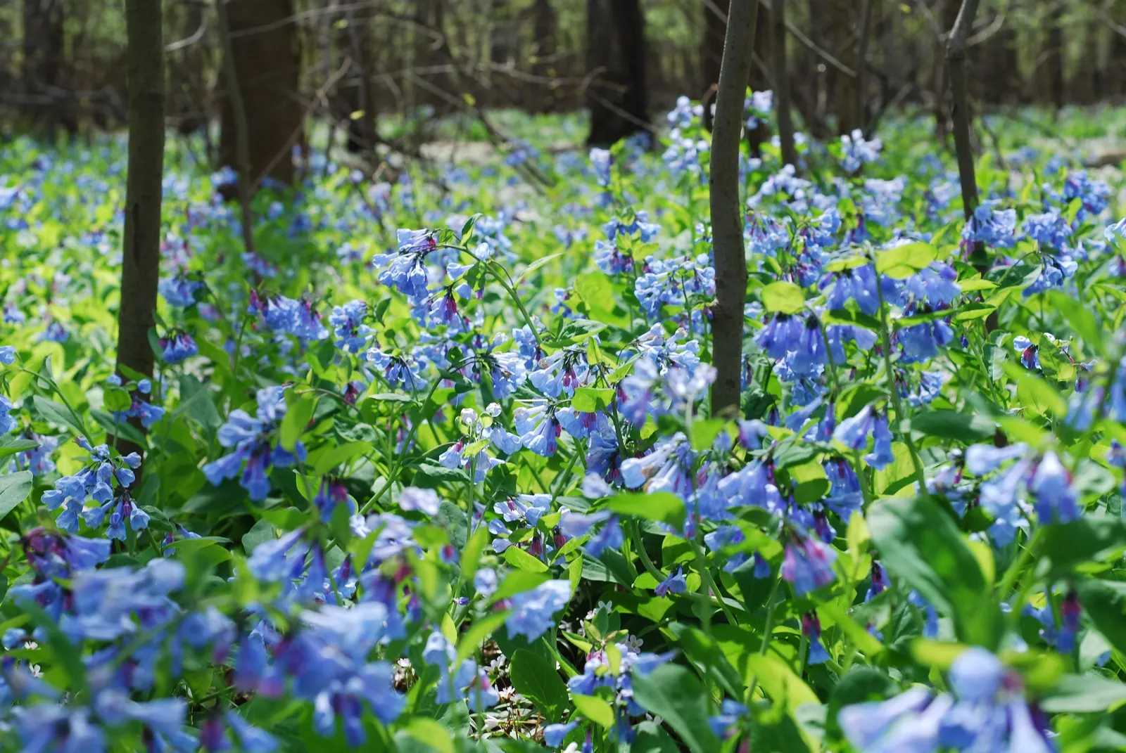 Virginia Bluebells (Mertensia Virginica) — the plant will go dormant; making them a practical and picturesque choice for areas where browsing, image 74